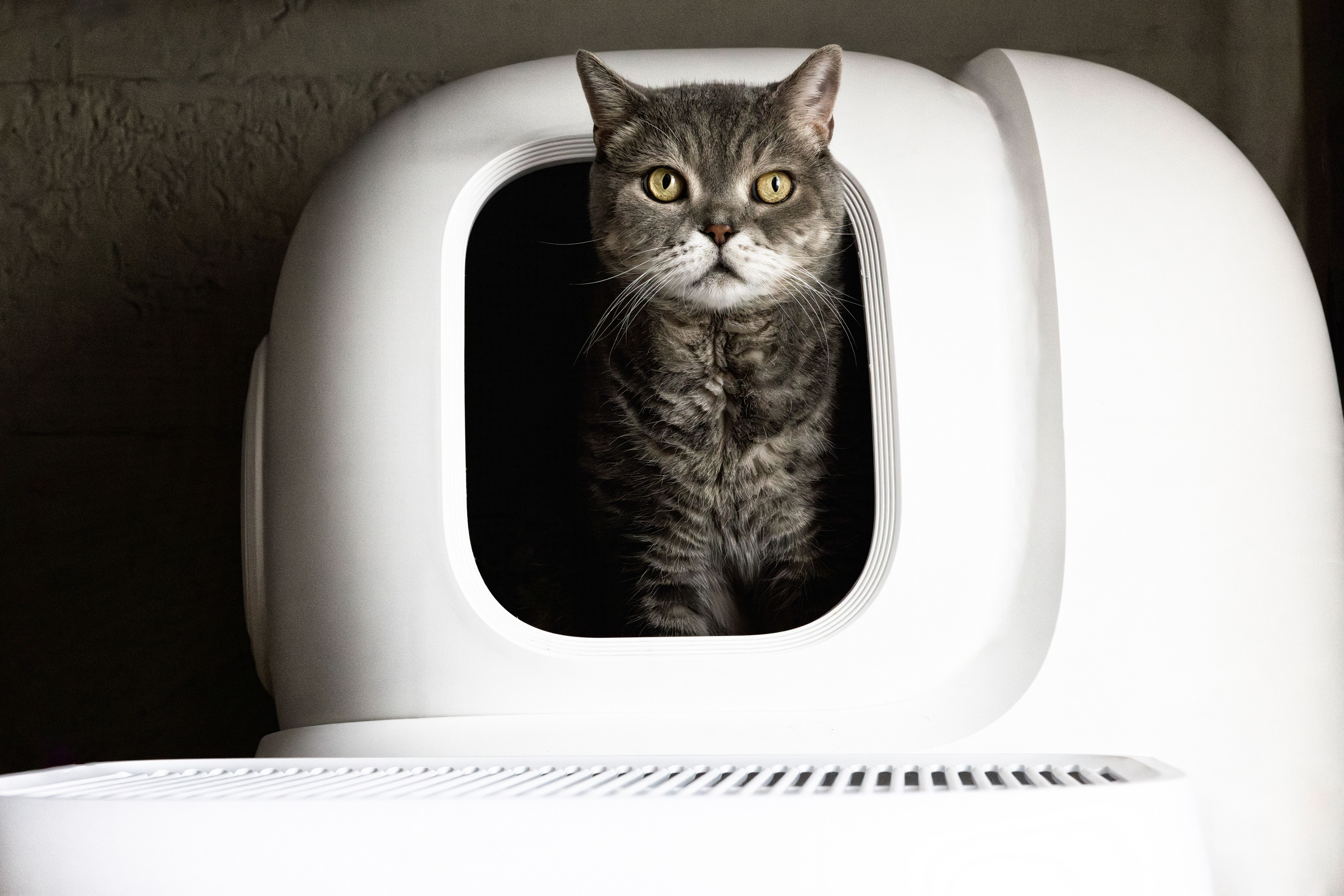 cat litter box