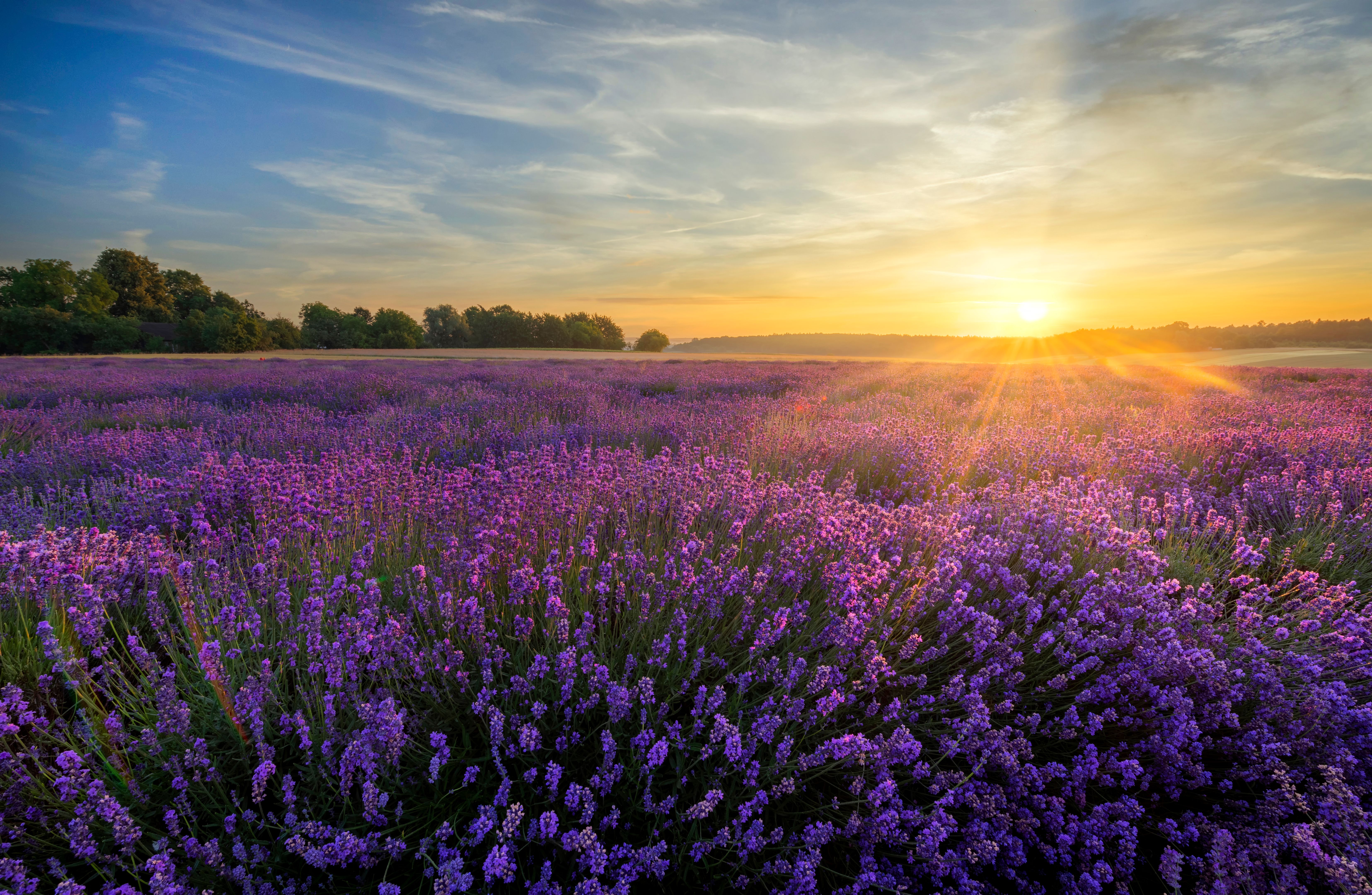 lavender fields
