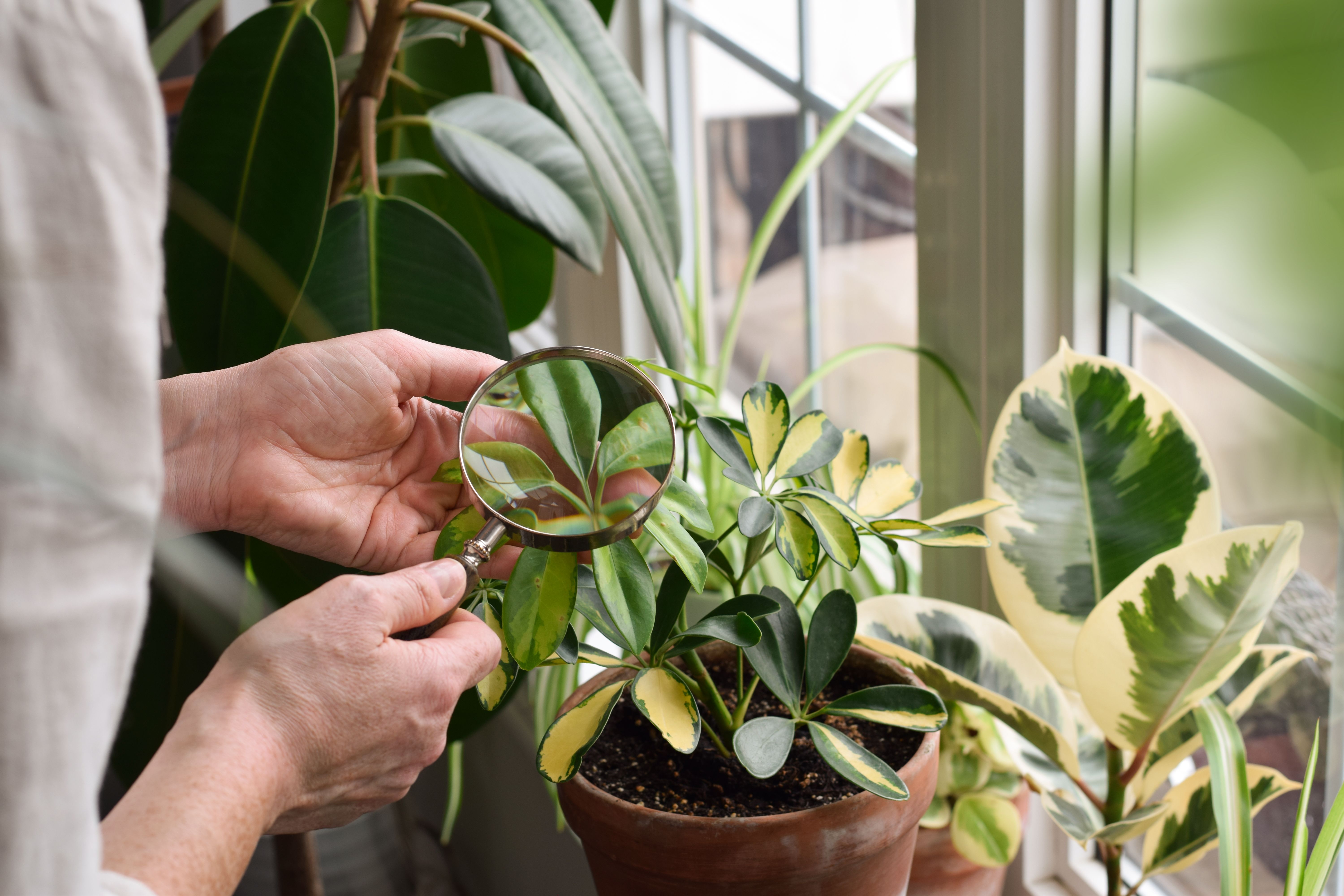 indoor plants
