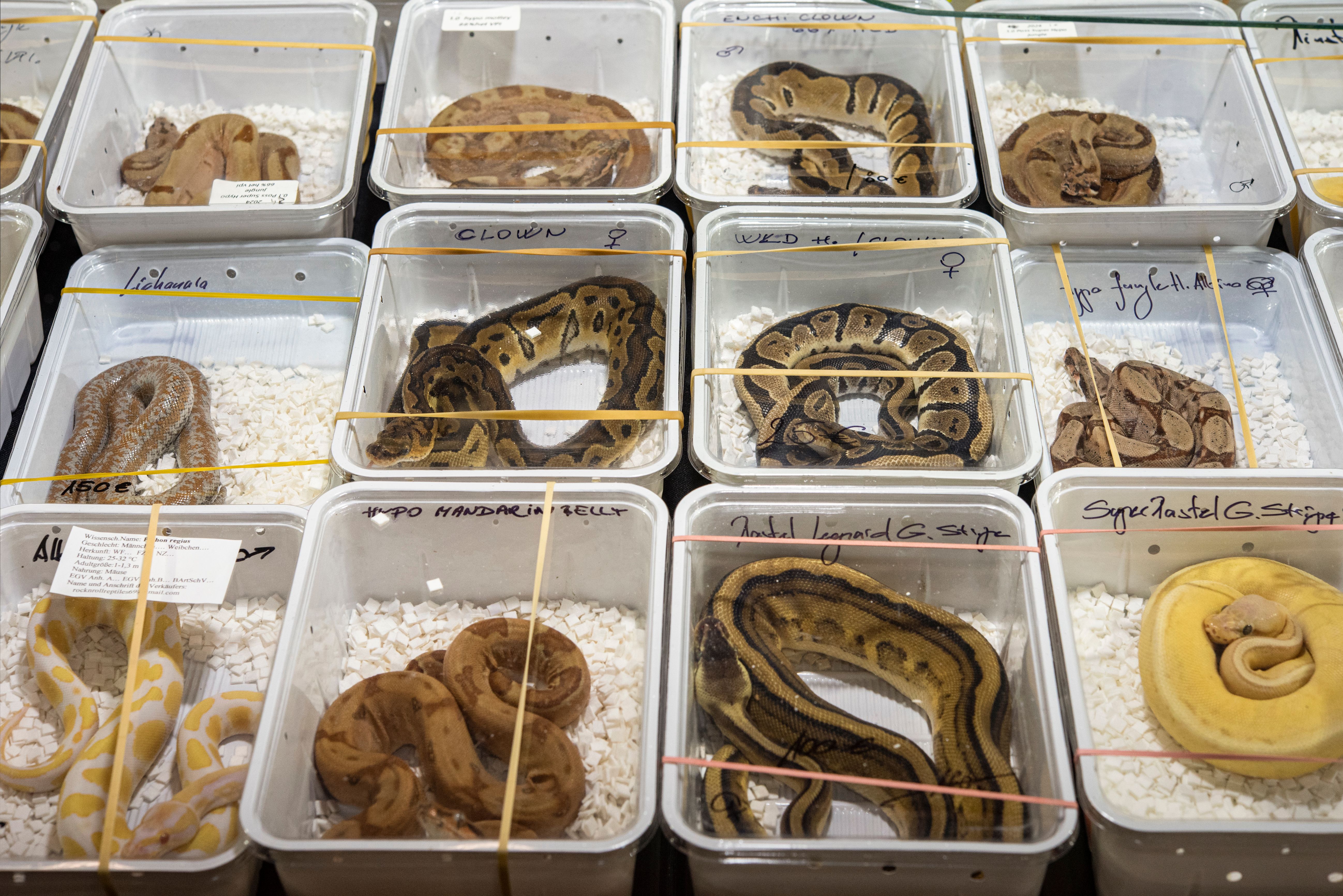 Exotic pets for sale. Reptiles displayed in plastic boxes. Animal trade