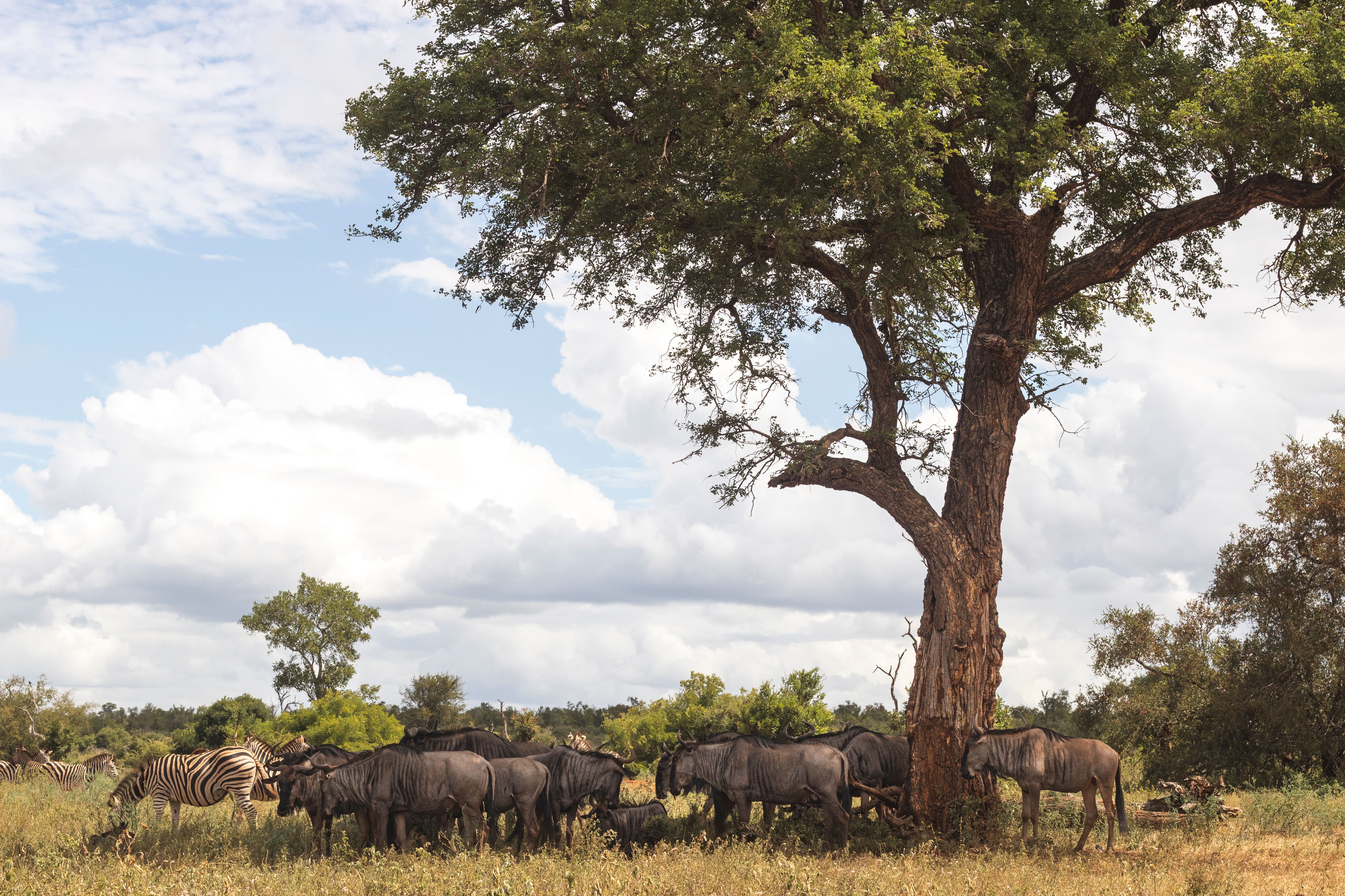 limpopo biodiversity