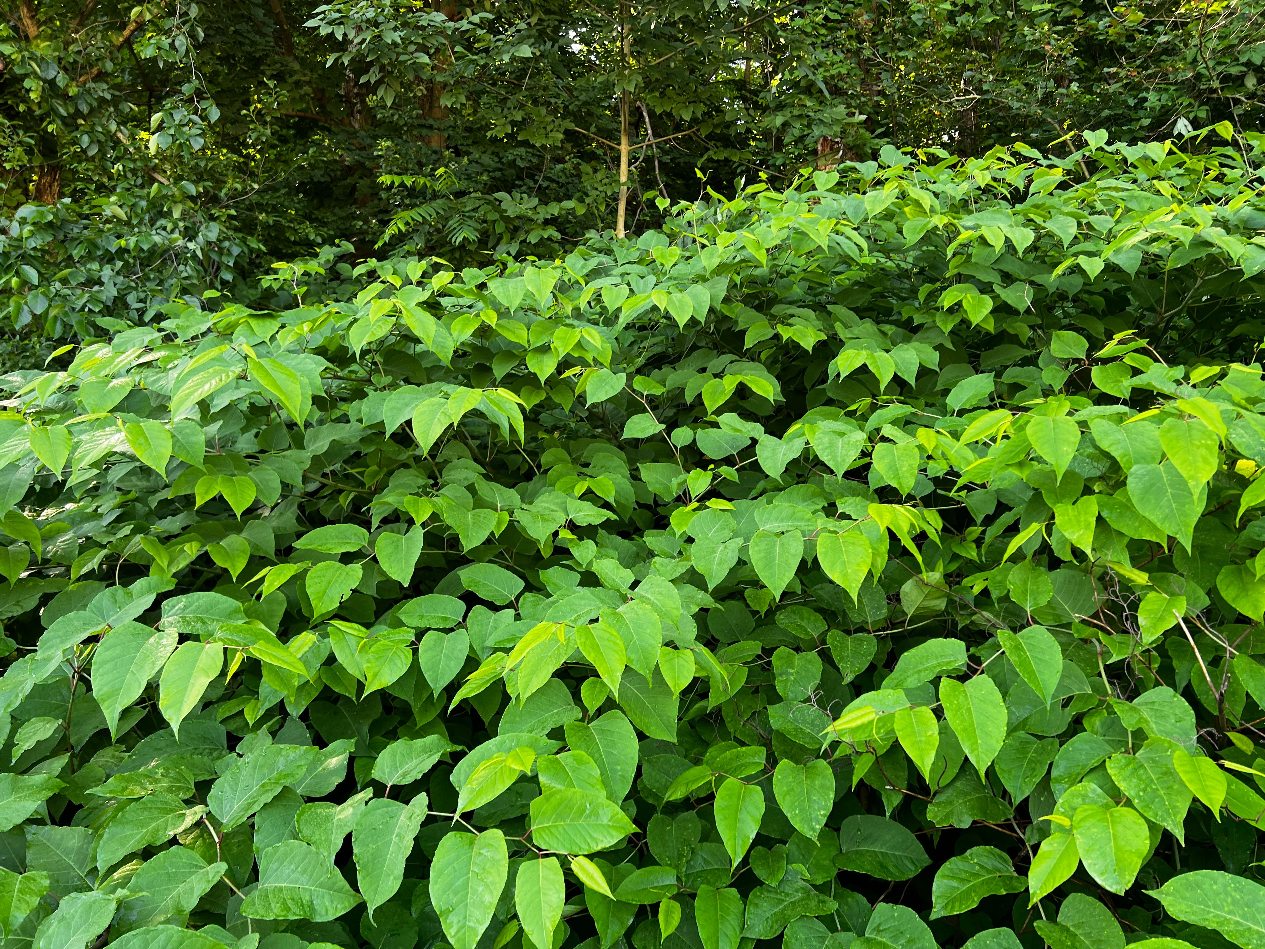 invasive plant list