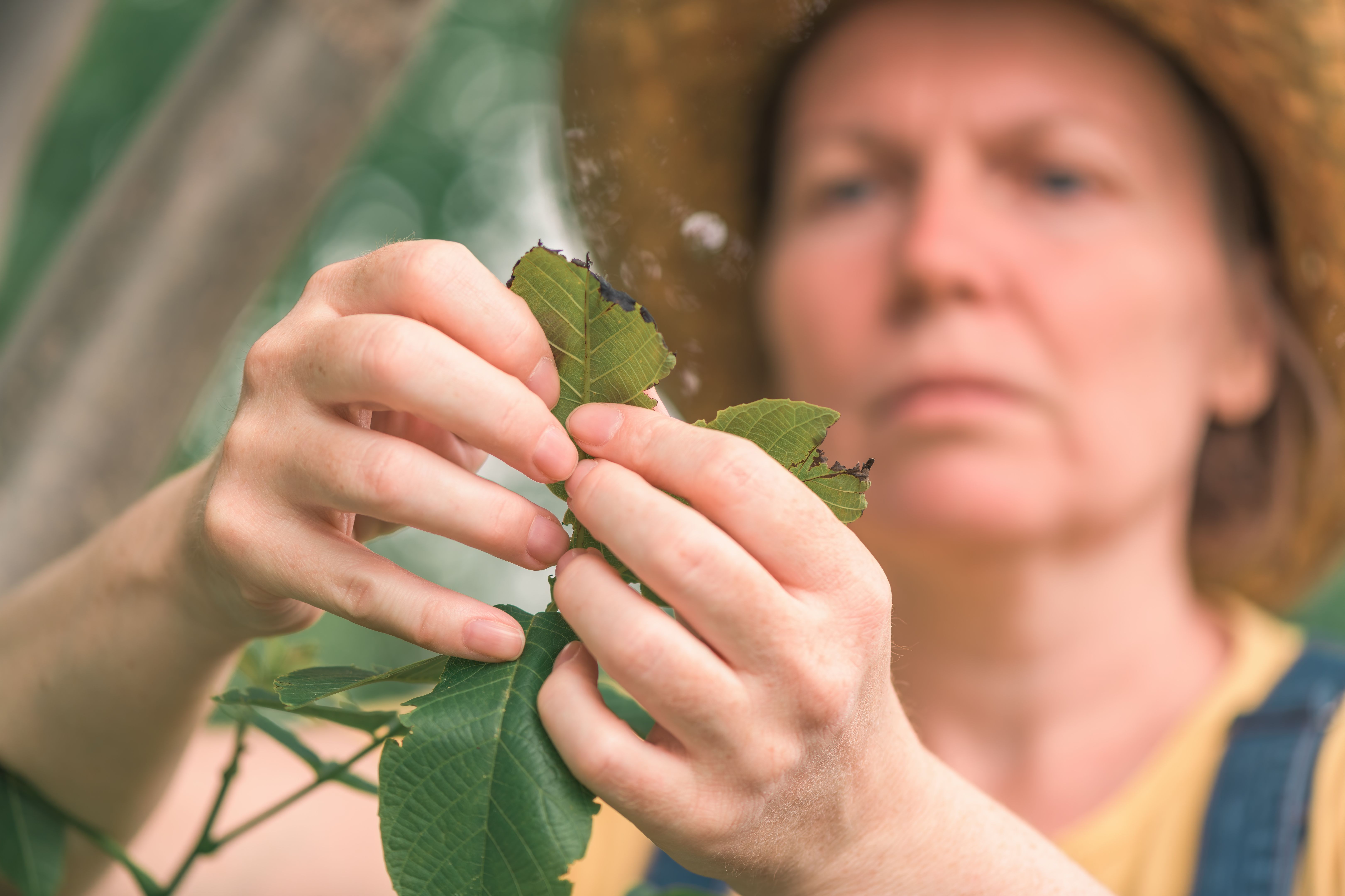 orchard inspection