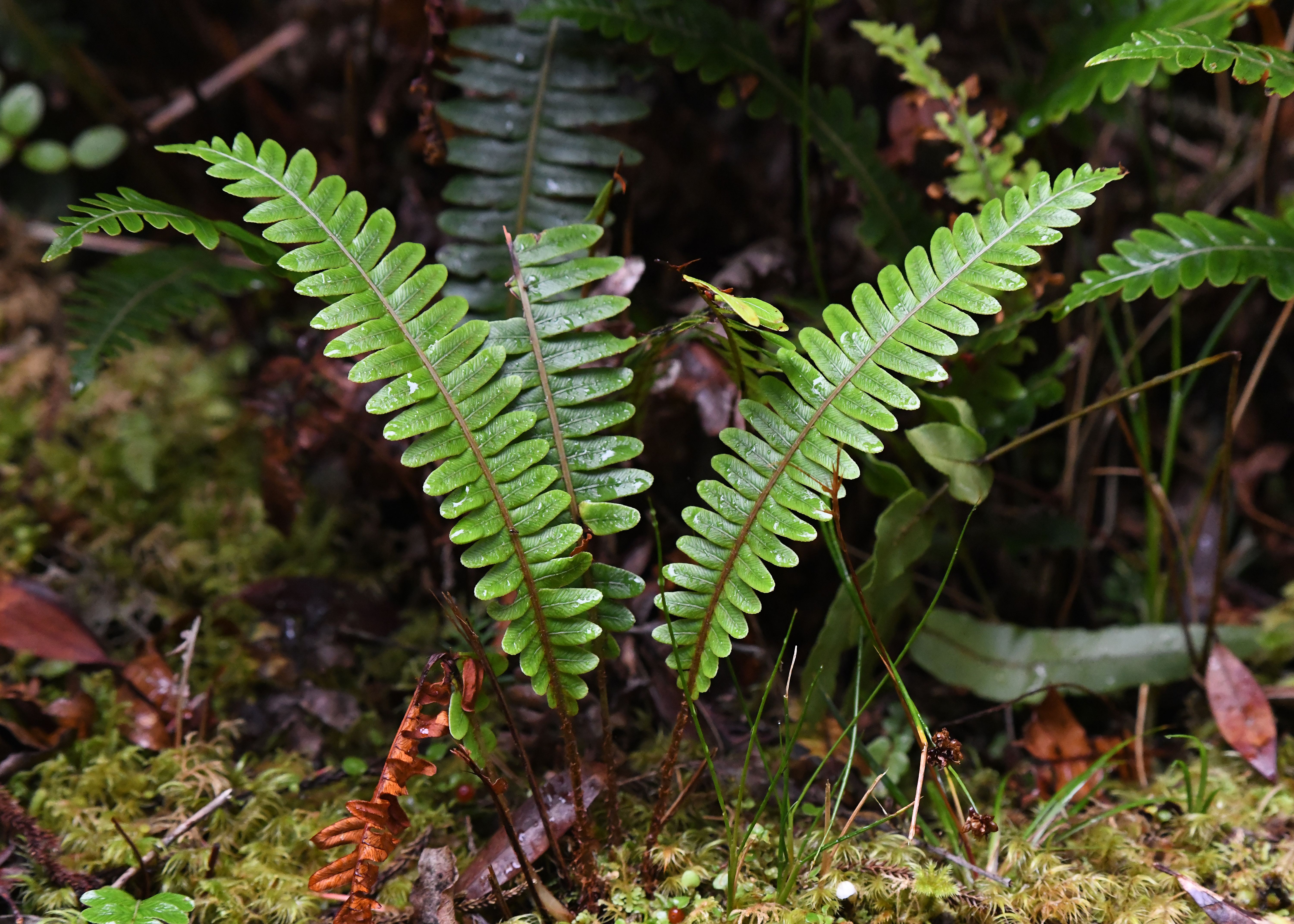 New Zealand native plants