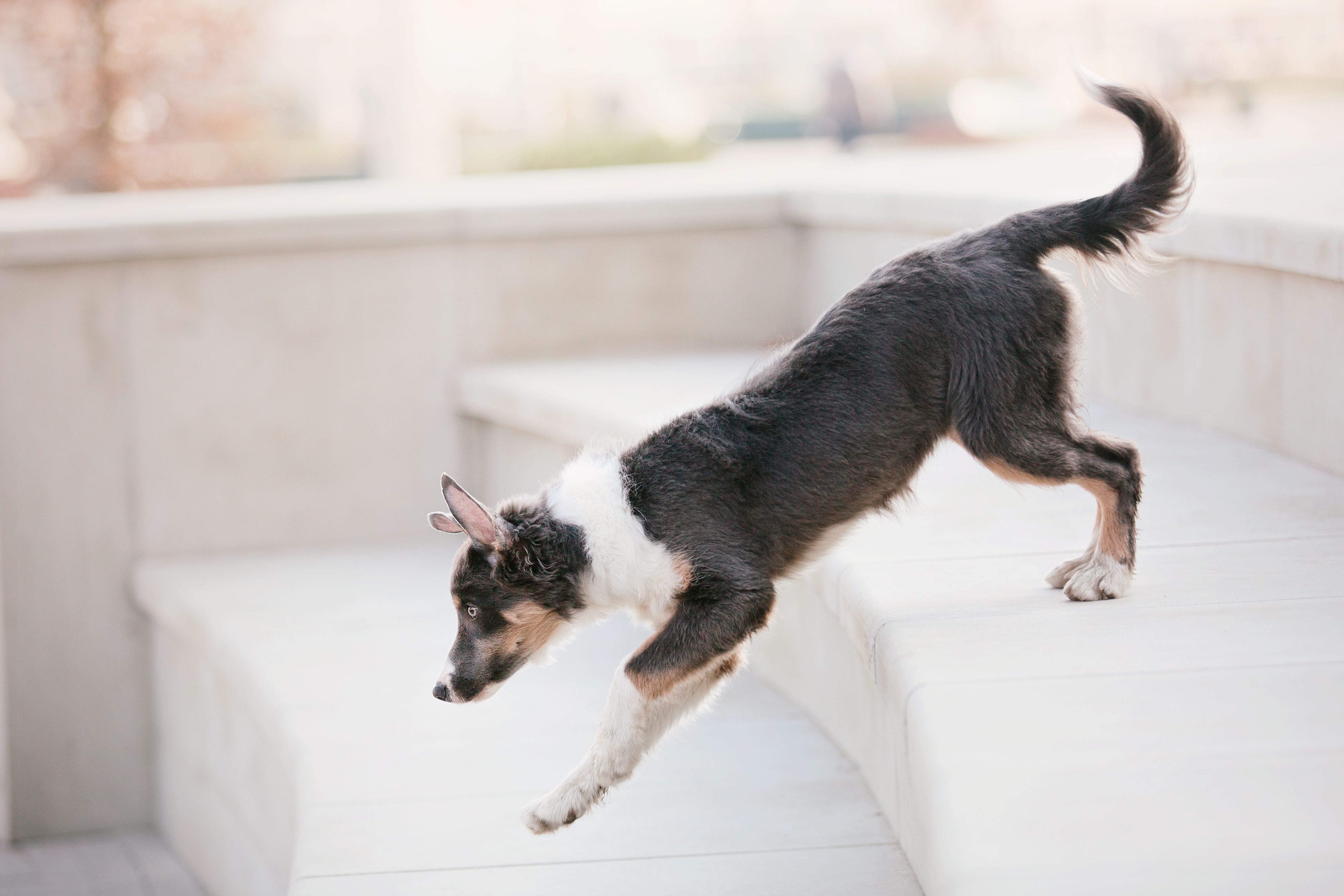 dogs training center