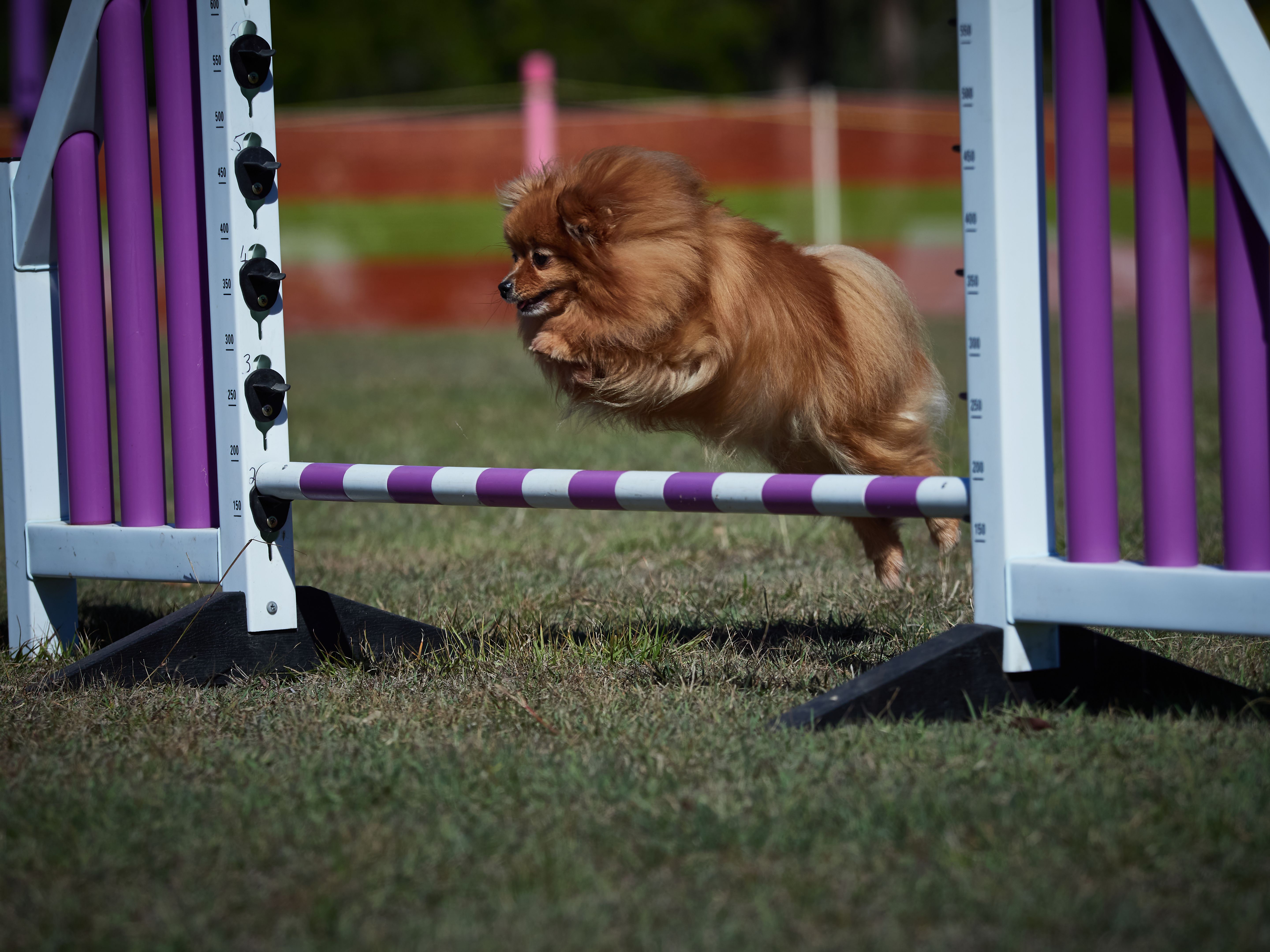 dog agility