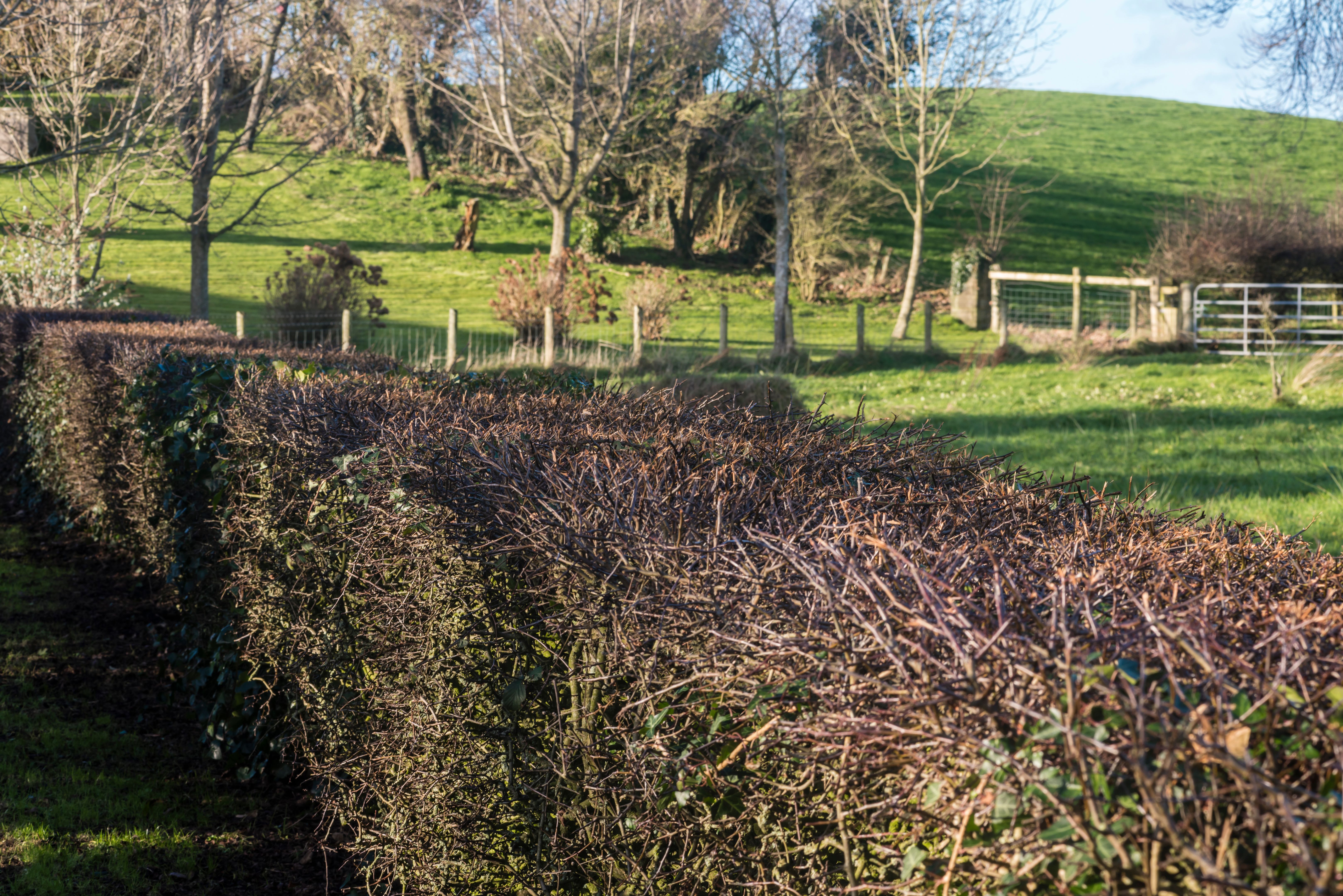 Freshly trimmed hedges at a field in County Down, Northern Ireland, United Kingdom, UK Freshly trimmed hedges at a field in County Down, Northern Ireland, United Kingdom, UK