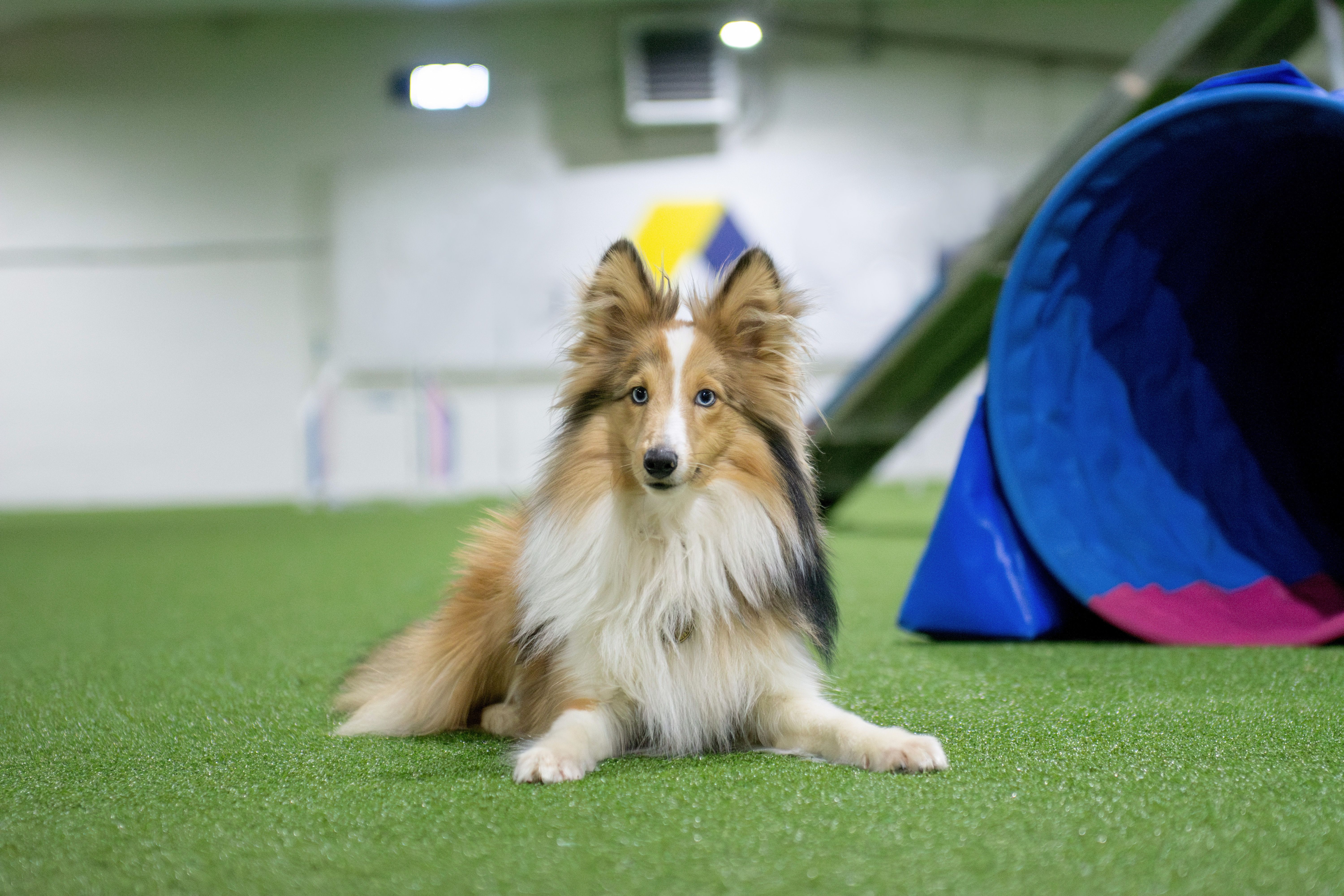 Working Sheltie with blue eyes laying on artificial grass inside of agility training hall, obstacles are on the background Working Sheltie with blue eyes laying on artificial grass inside of agility training hall, obstacles are on the background