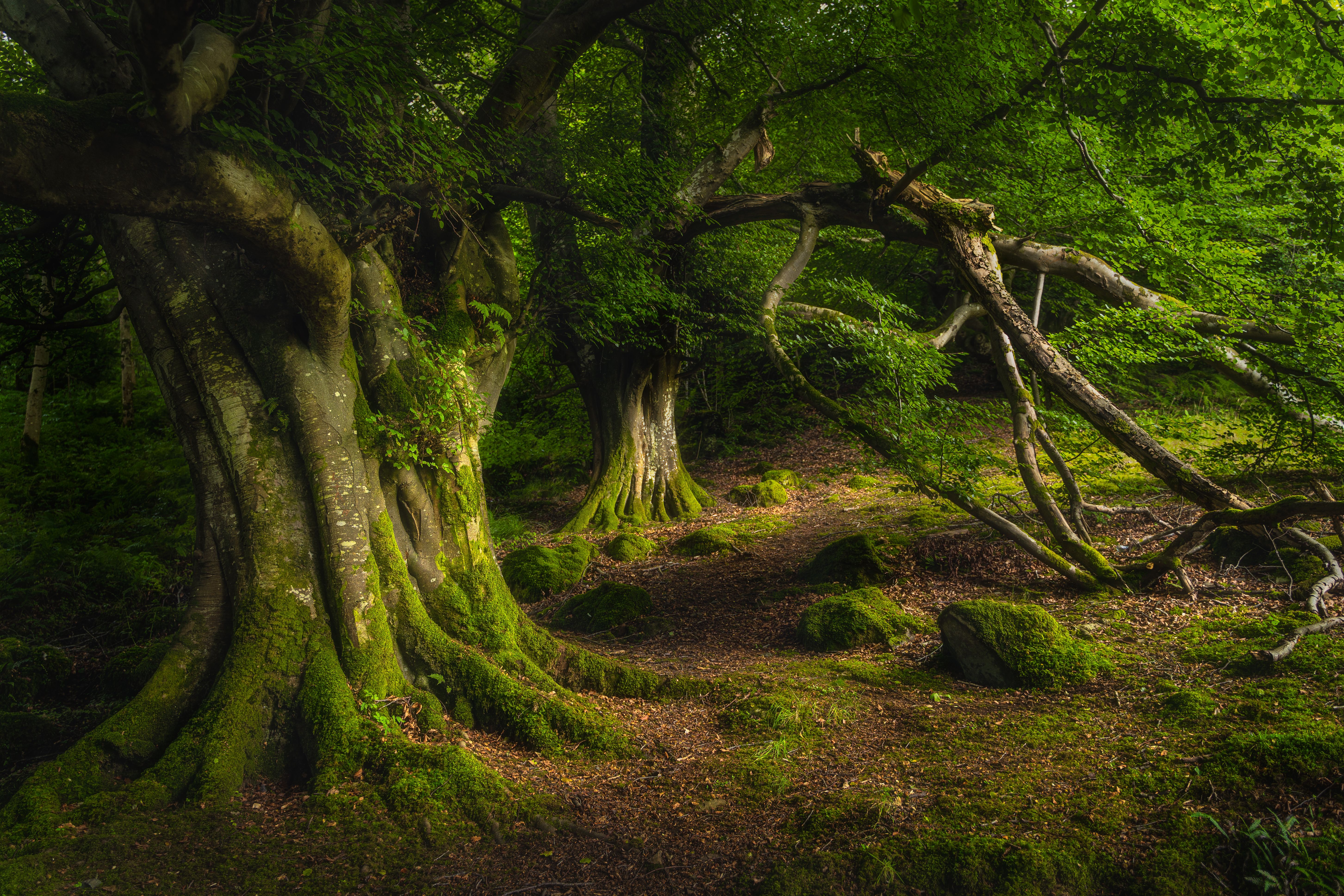 Ancient beech covered in moss and illuminated by sunlight dark forest, Glenariff Forest Park Ancient beech covered in moss and illuminated by sunlight dark forest, Glenariff Forest Park