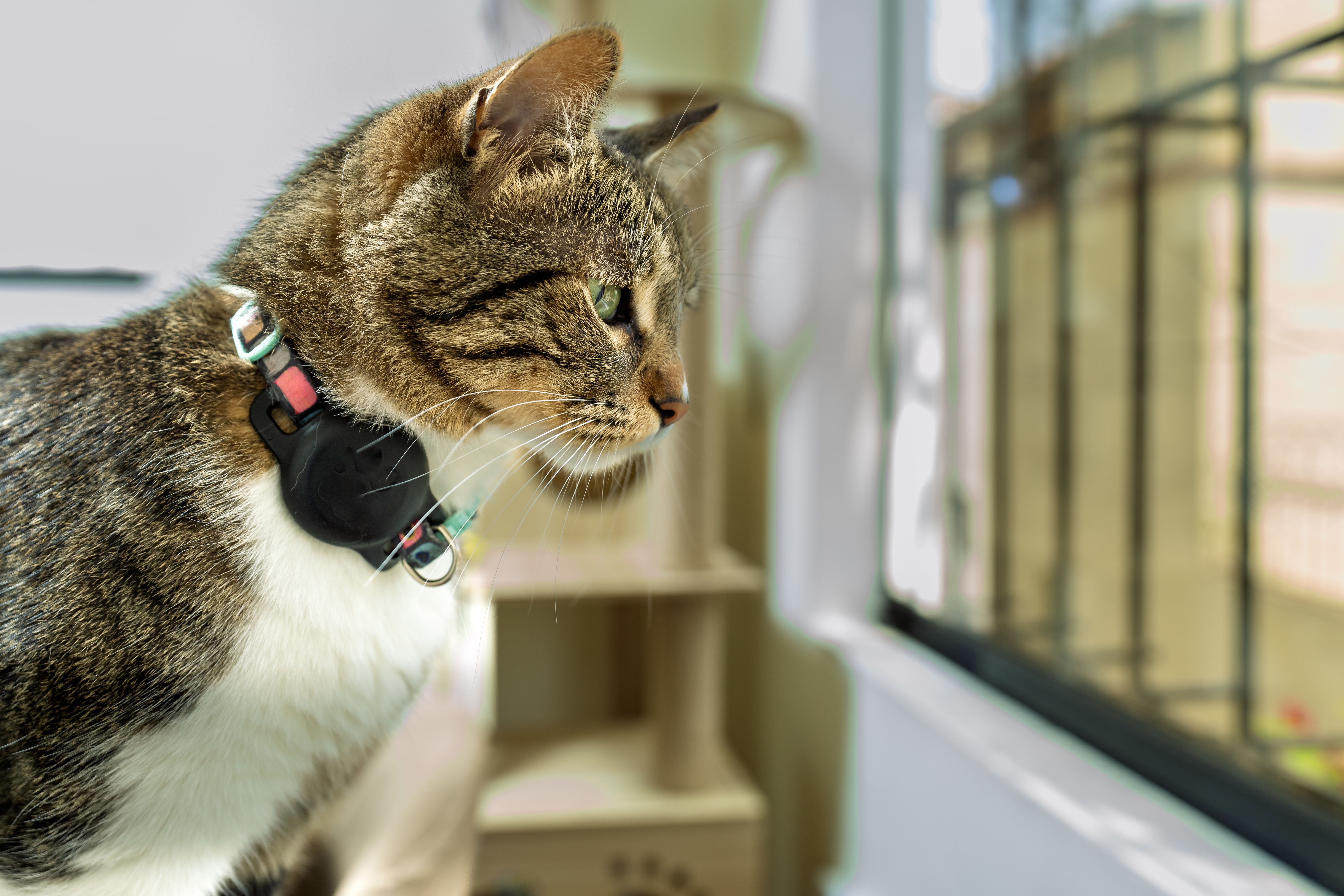 reflective dog collar