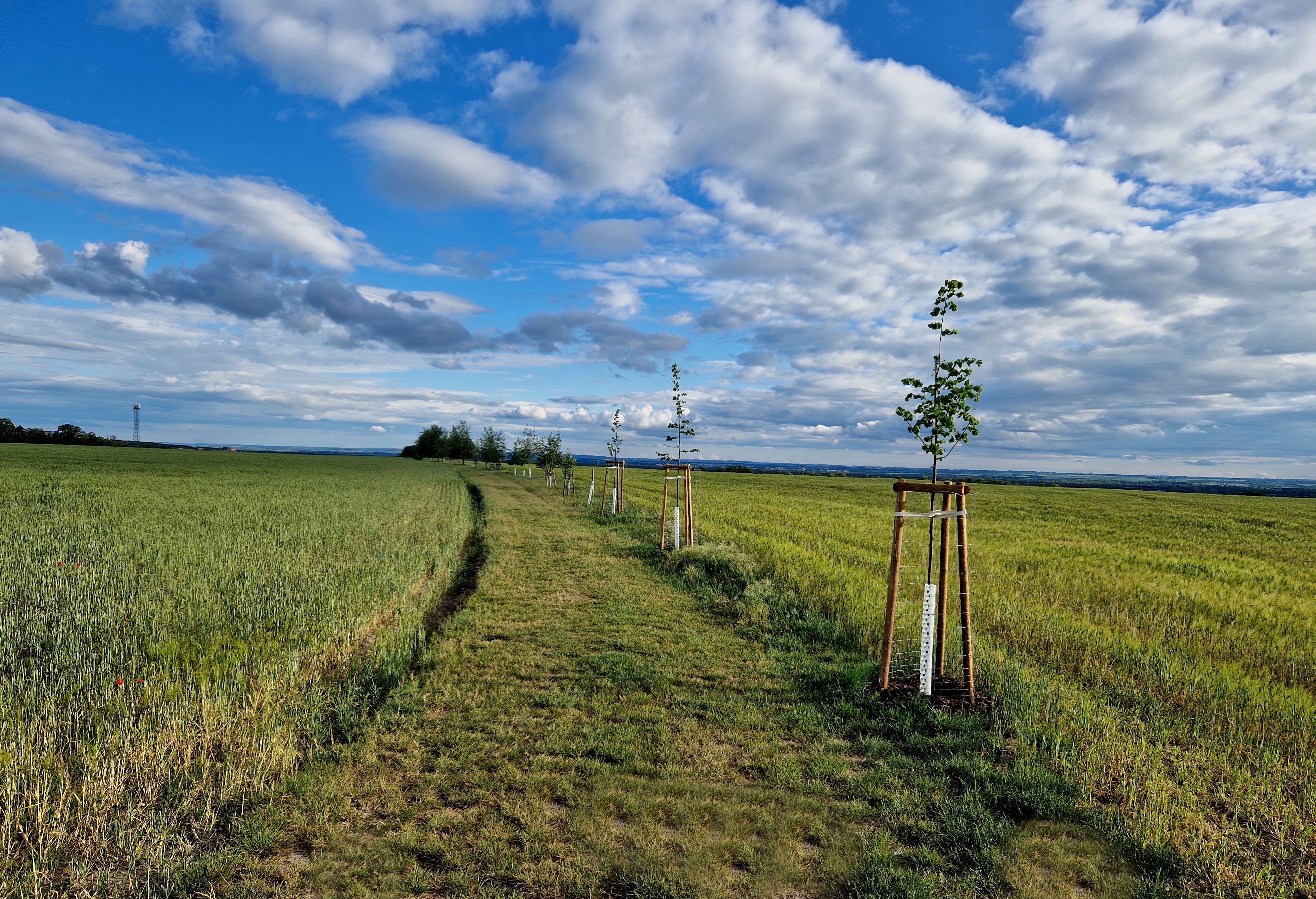 windbreak landscaping