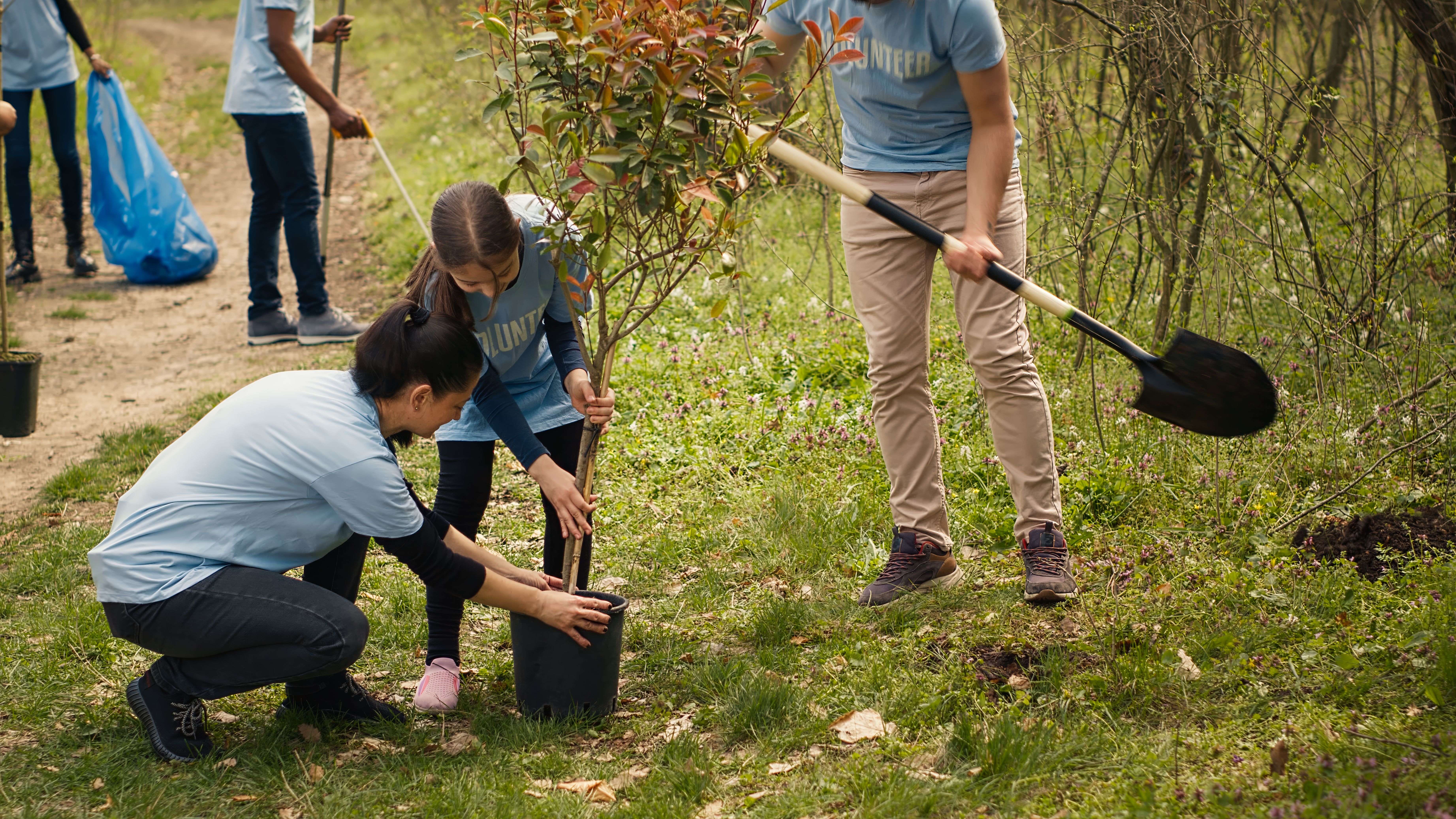 community tree planting