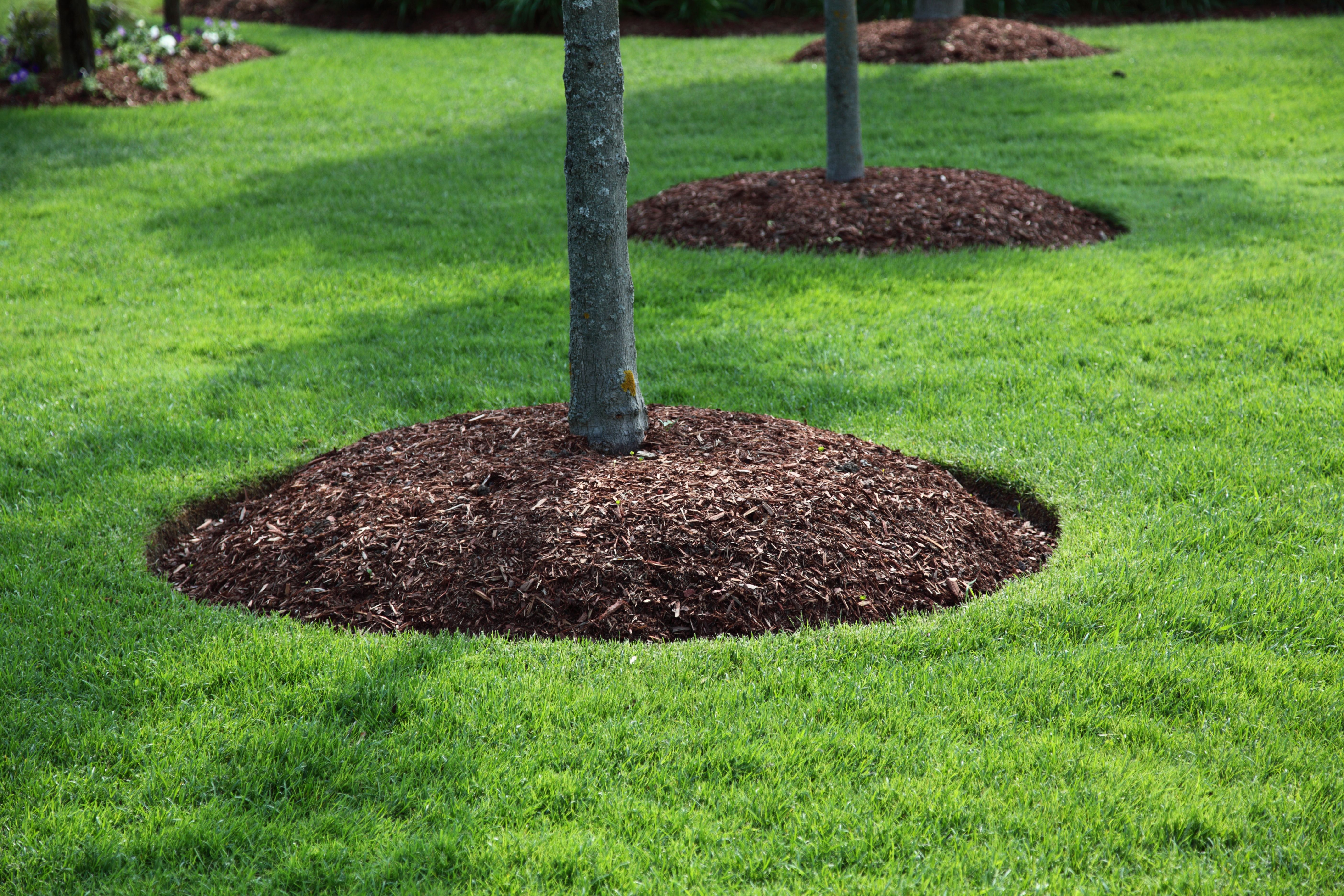 tree fertilization