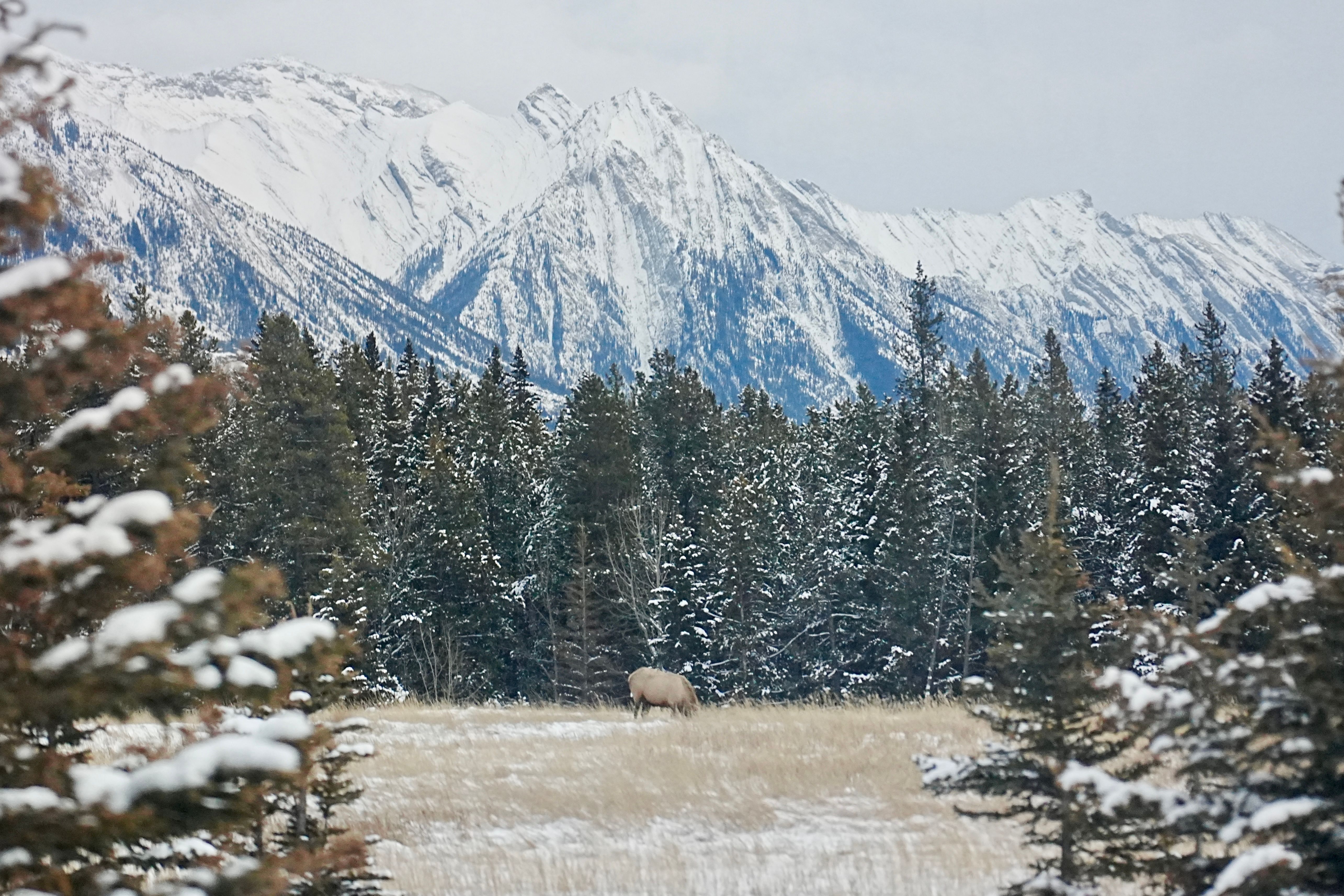 alberta wildlife organization