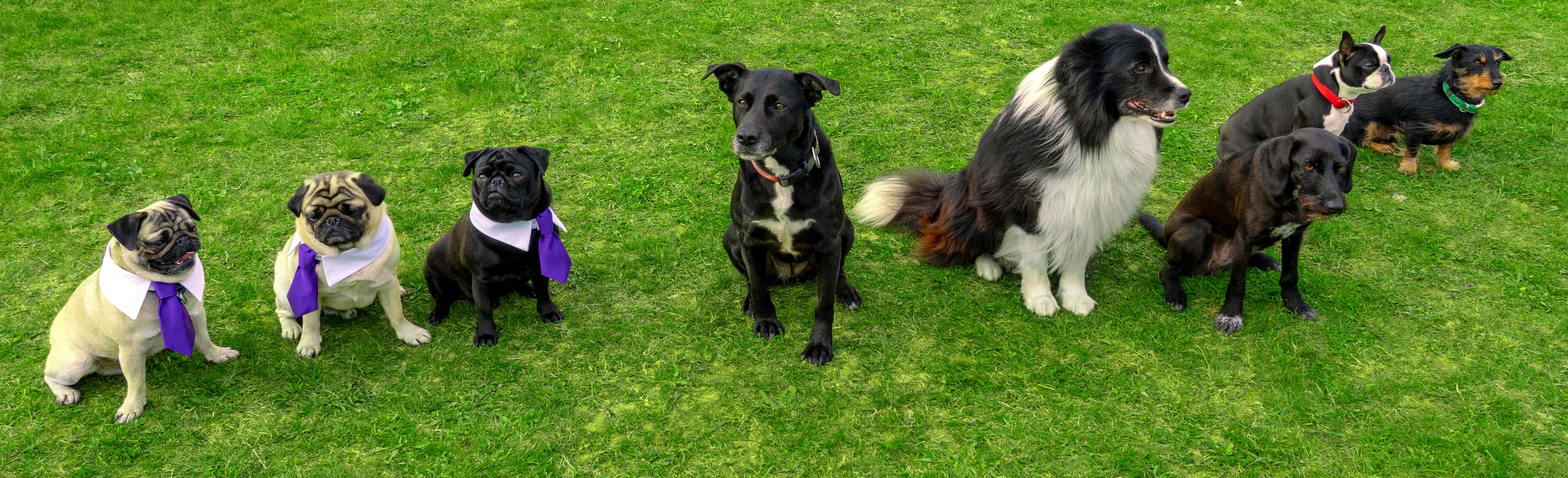 many different kind of dog sitting in a row in a dog school on green grass many different kind of dog sitting in a row in a dog school on green grass