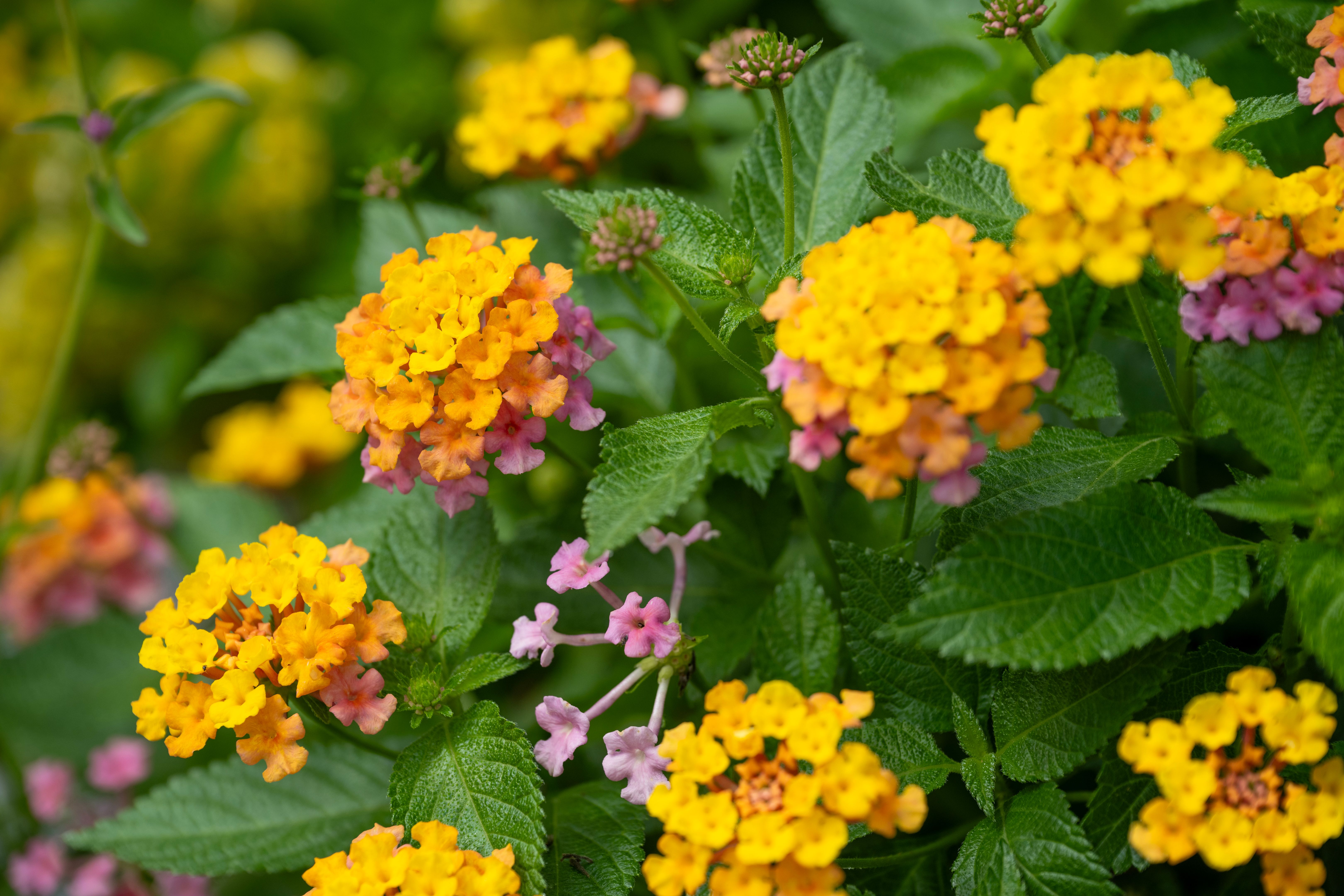 lantana flowers