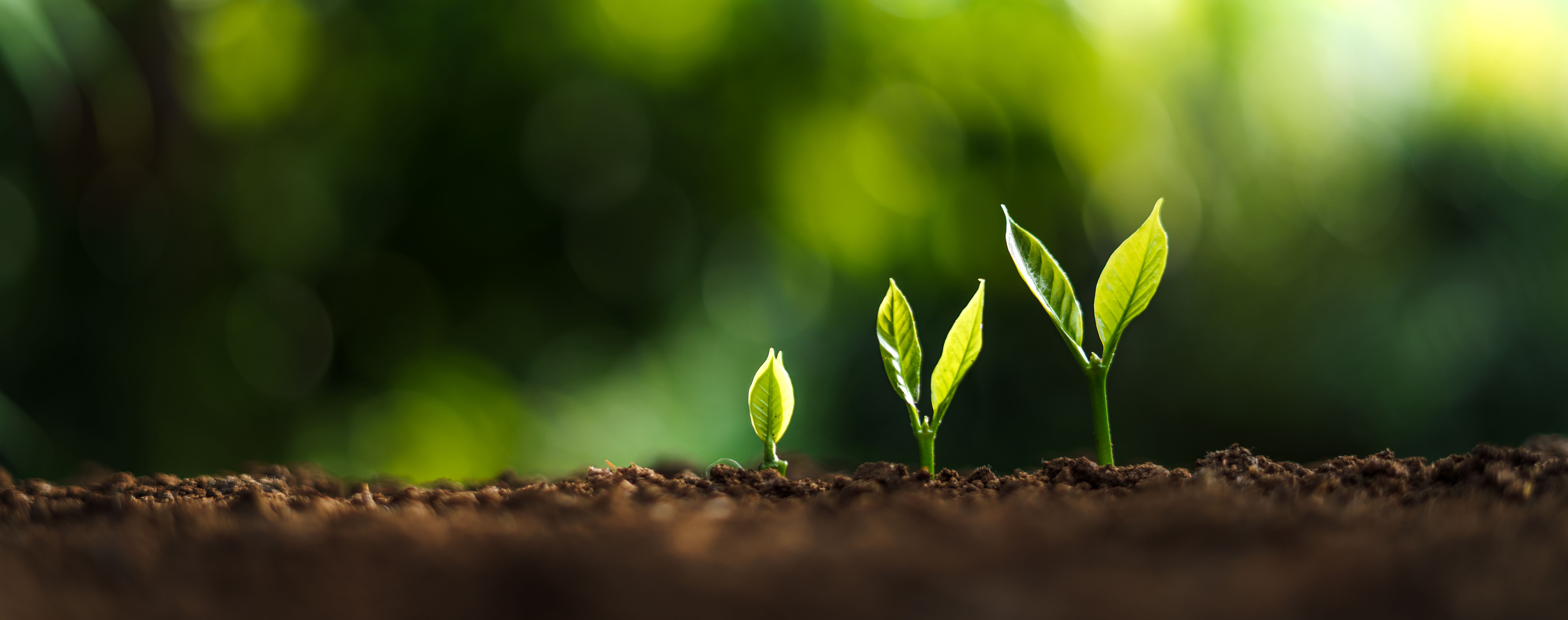 garden growth