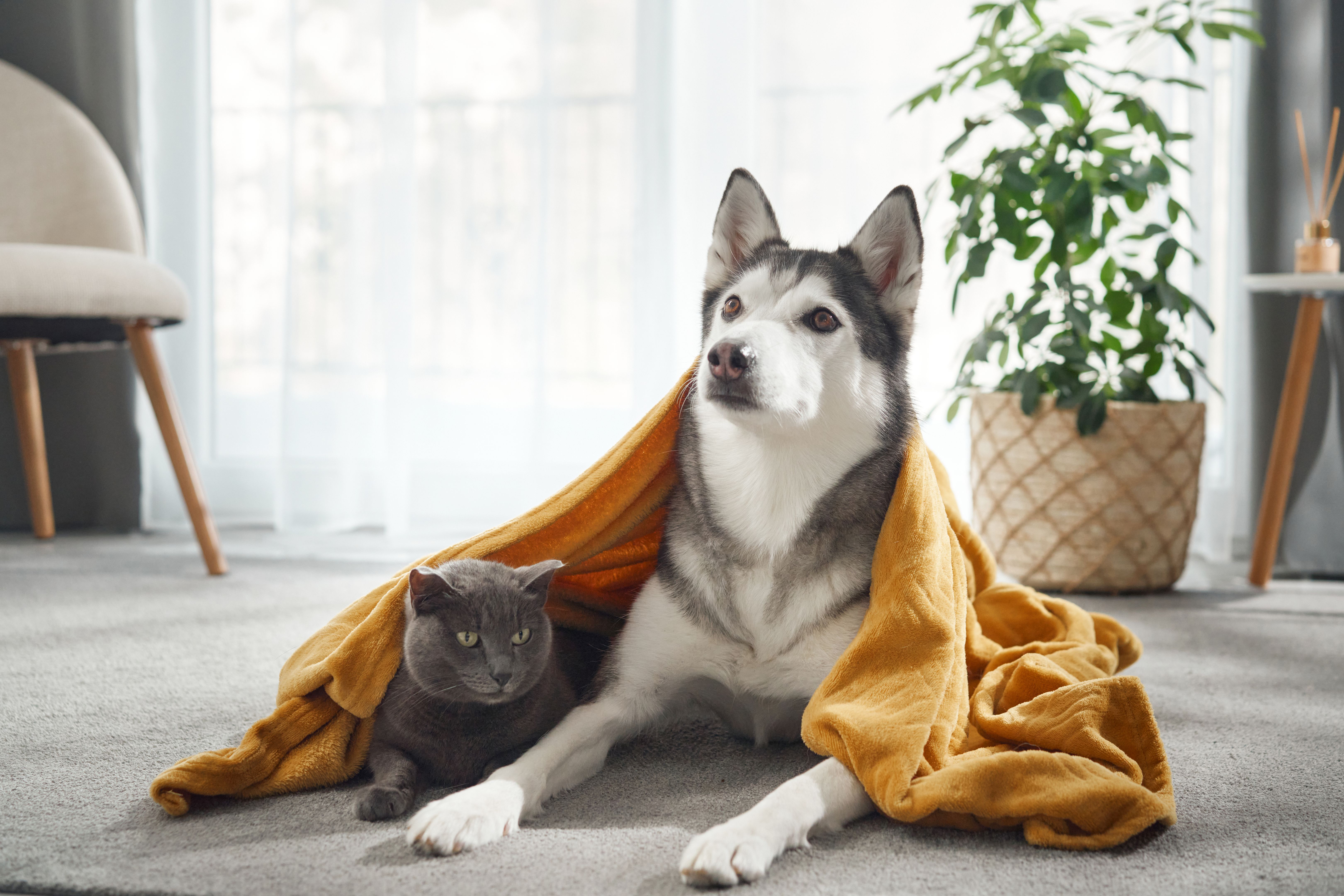 dogs cats