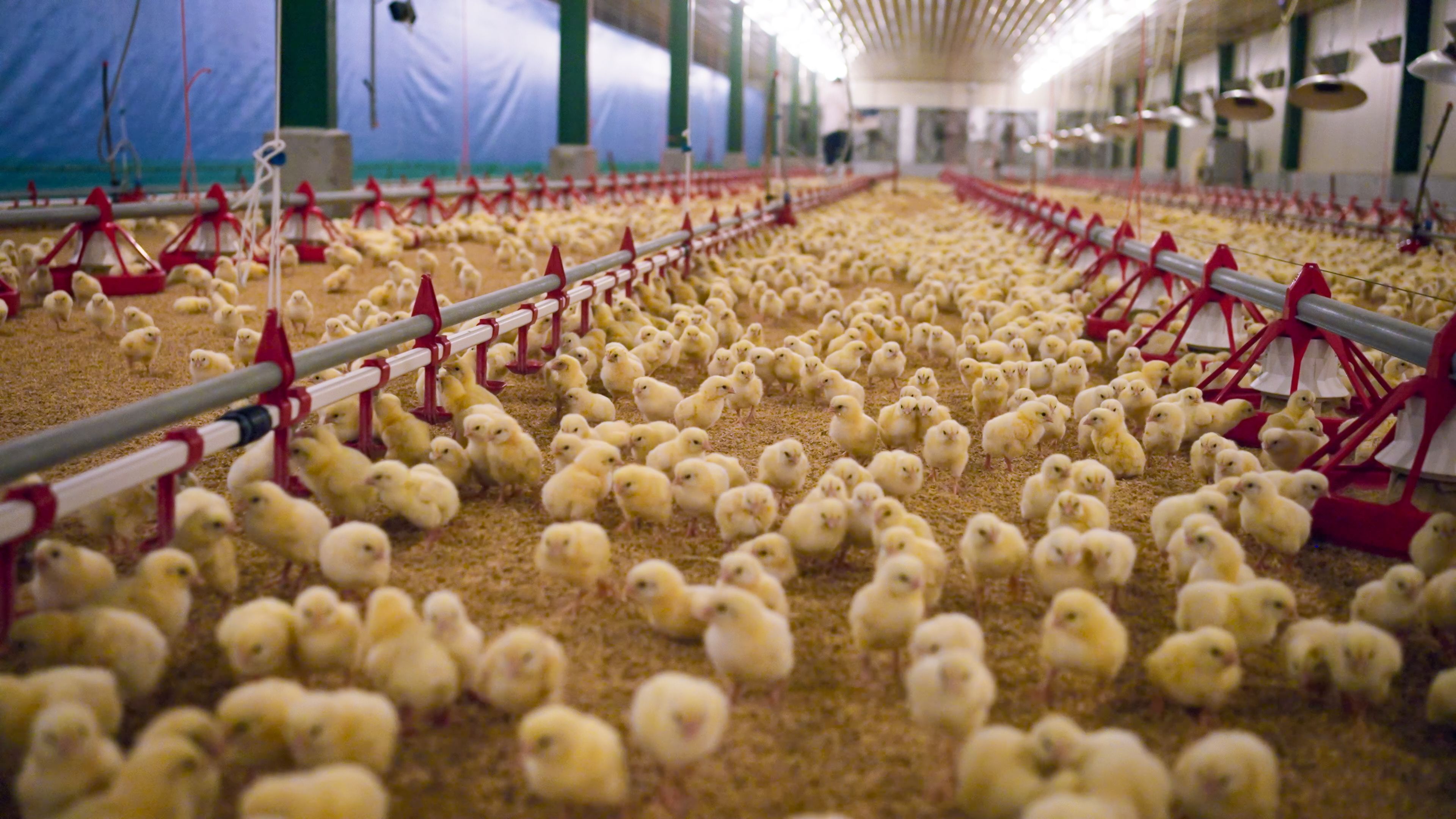 automated poultry