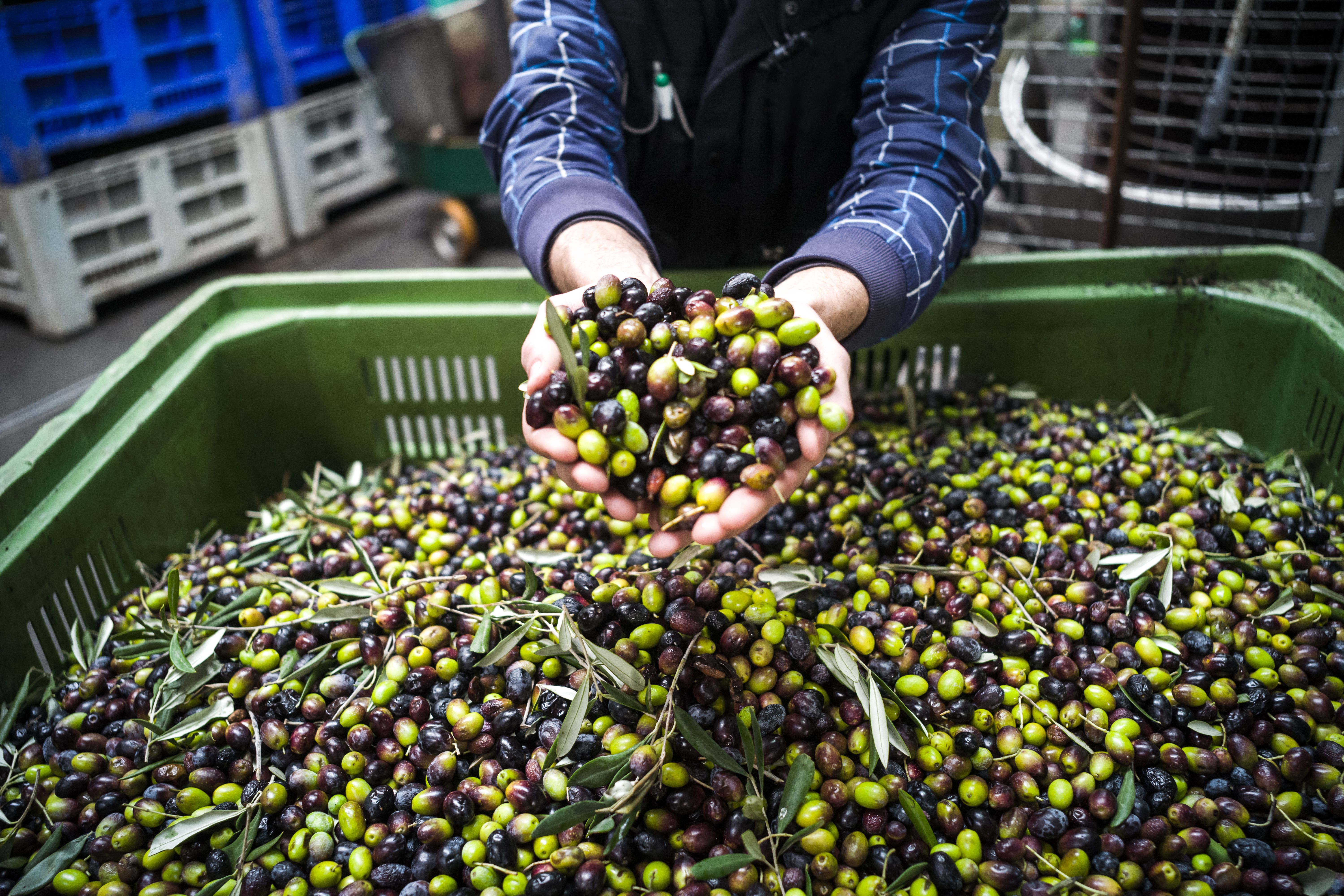 olive pressing