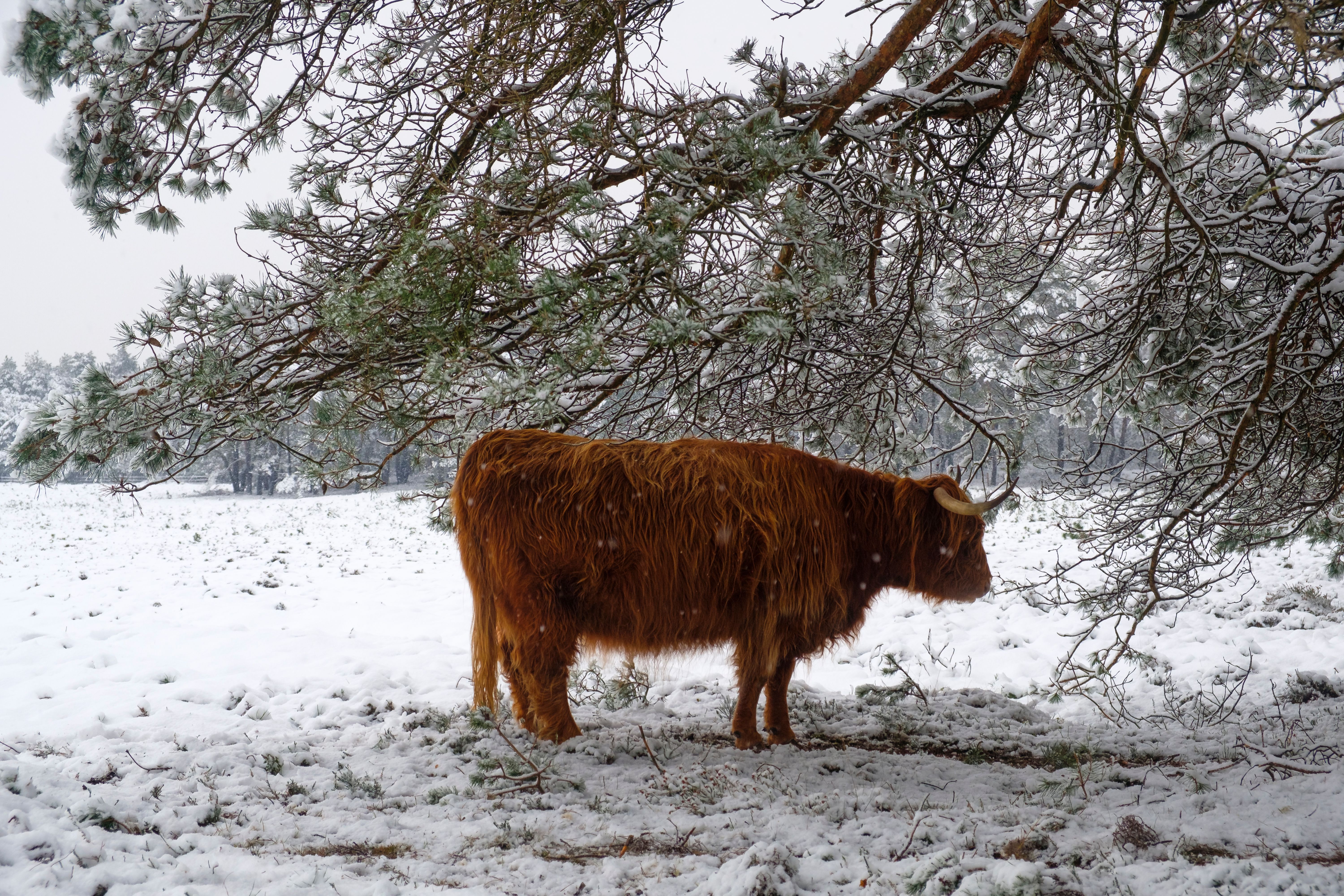 highland cattle shelter