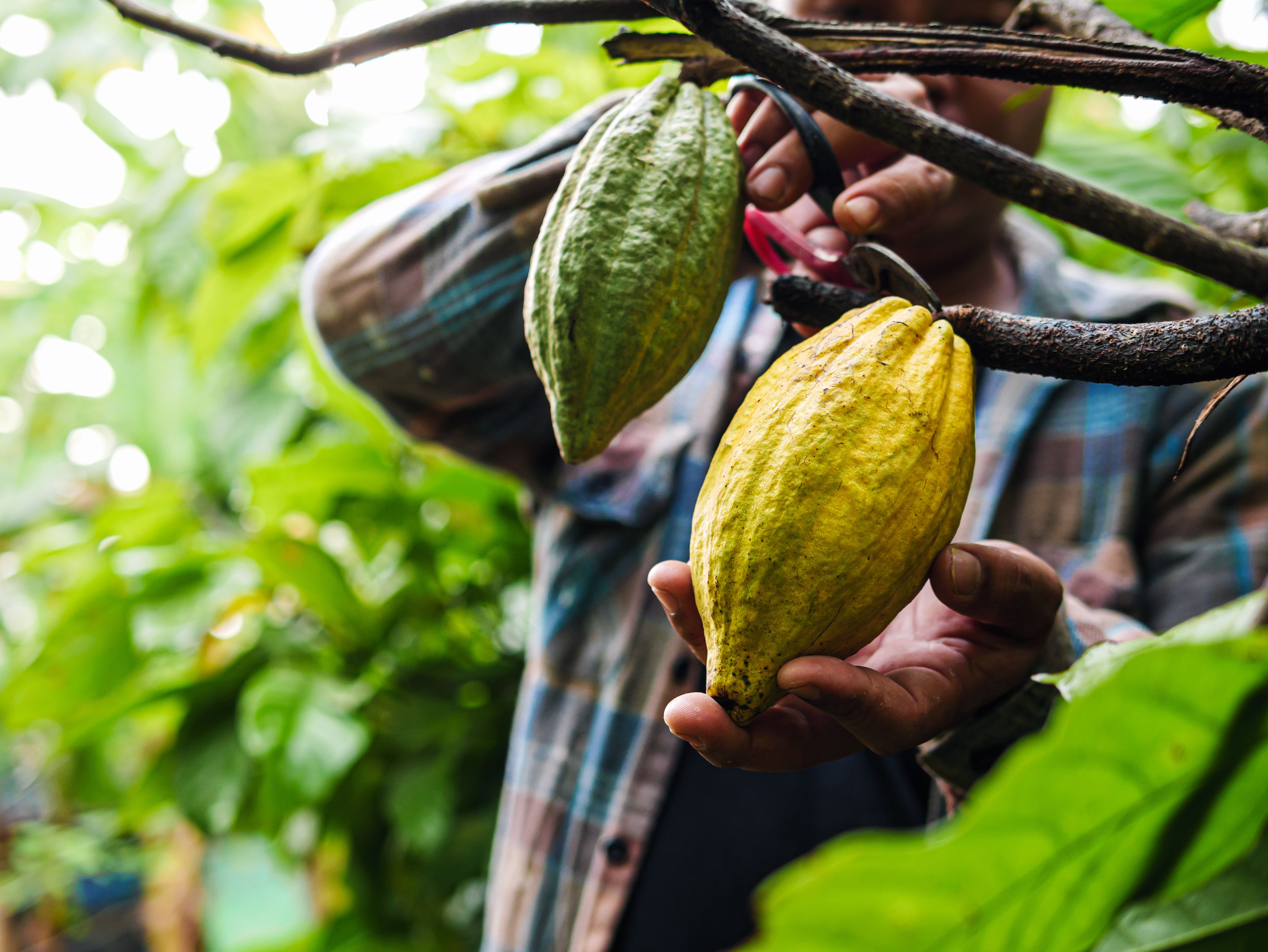 cocoa plantation