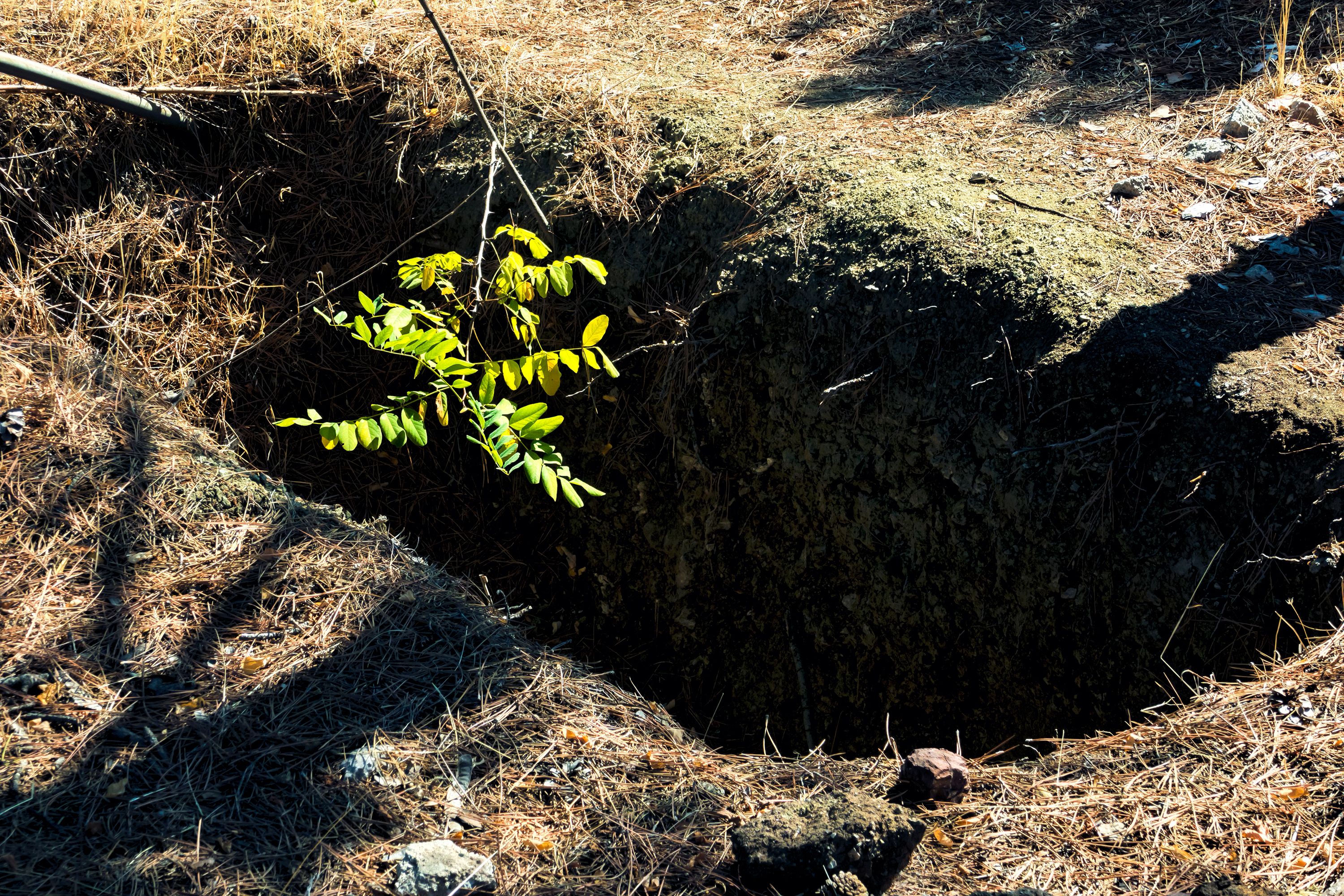 eco-friendly funeral