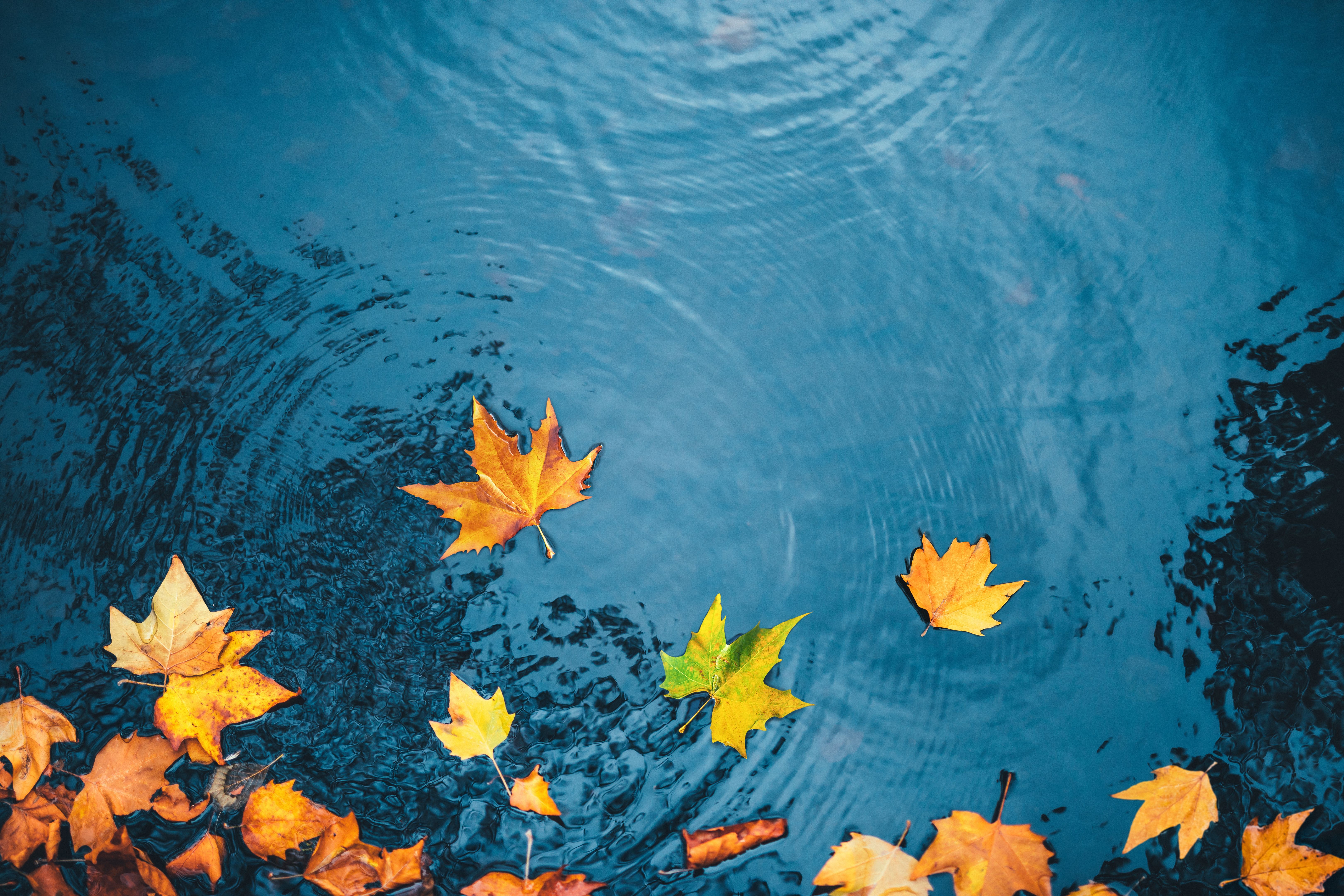 autumn leaves pool