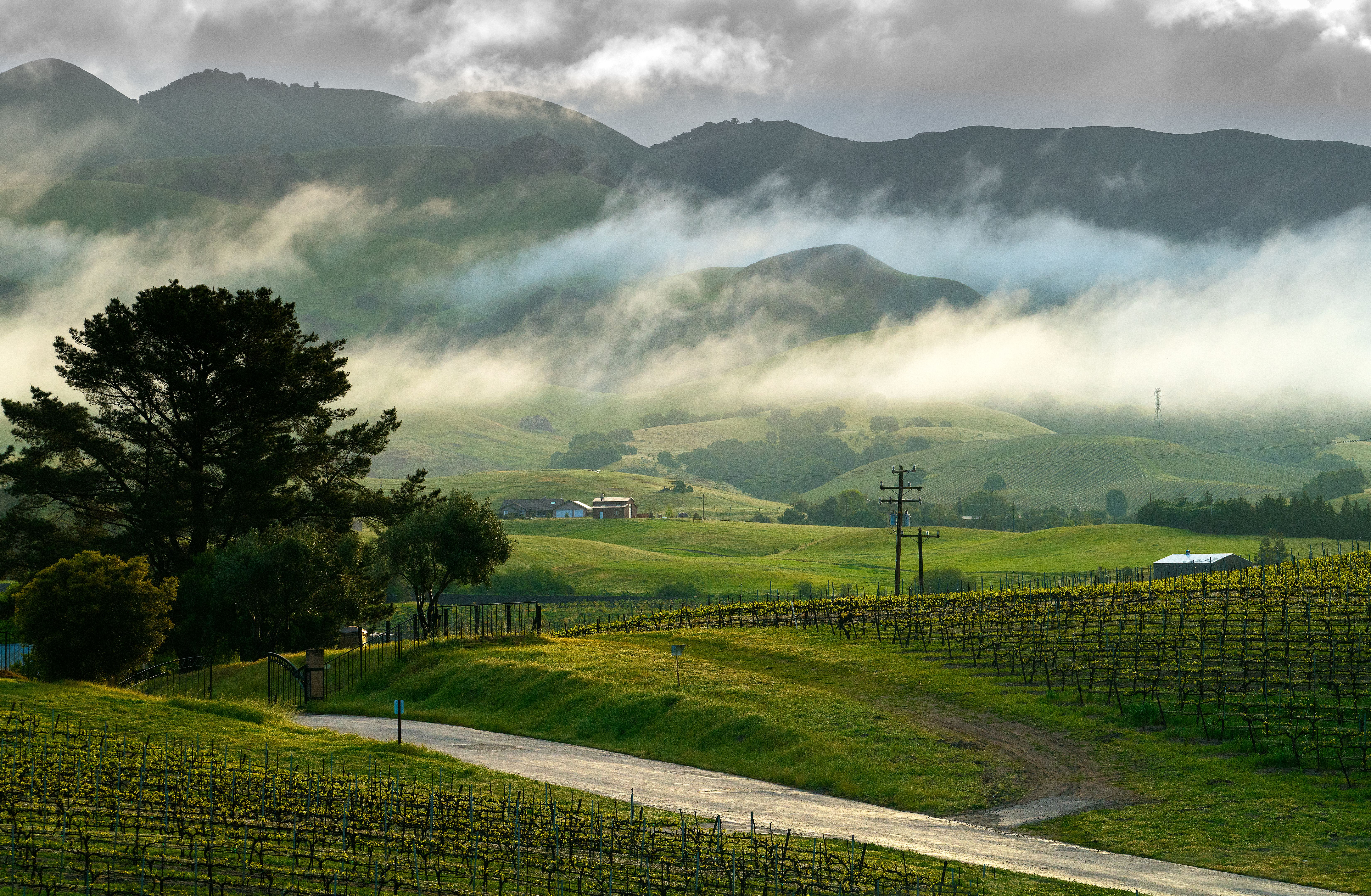central coast vineyards