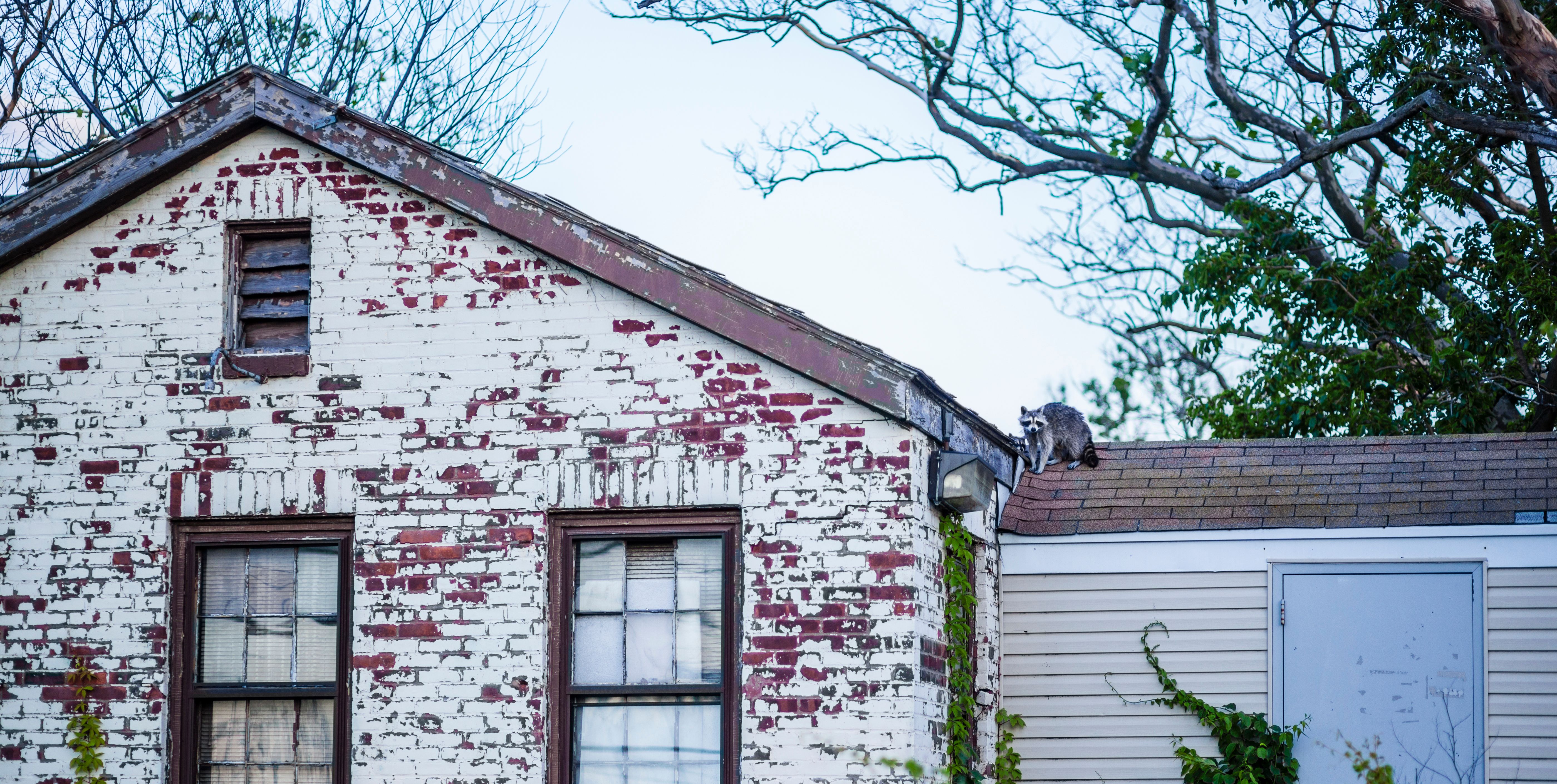 Racoon at the roof of abandoned building Racoon at the roof of abandoned building