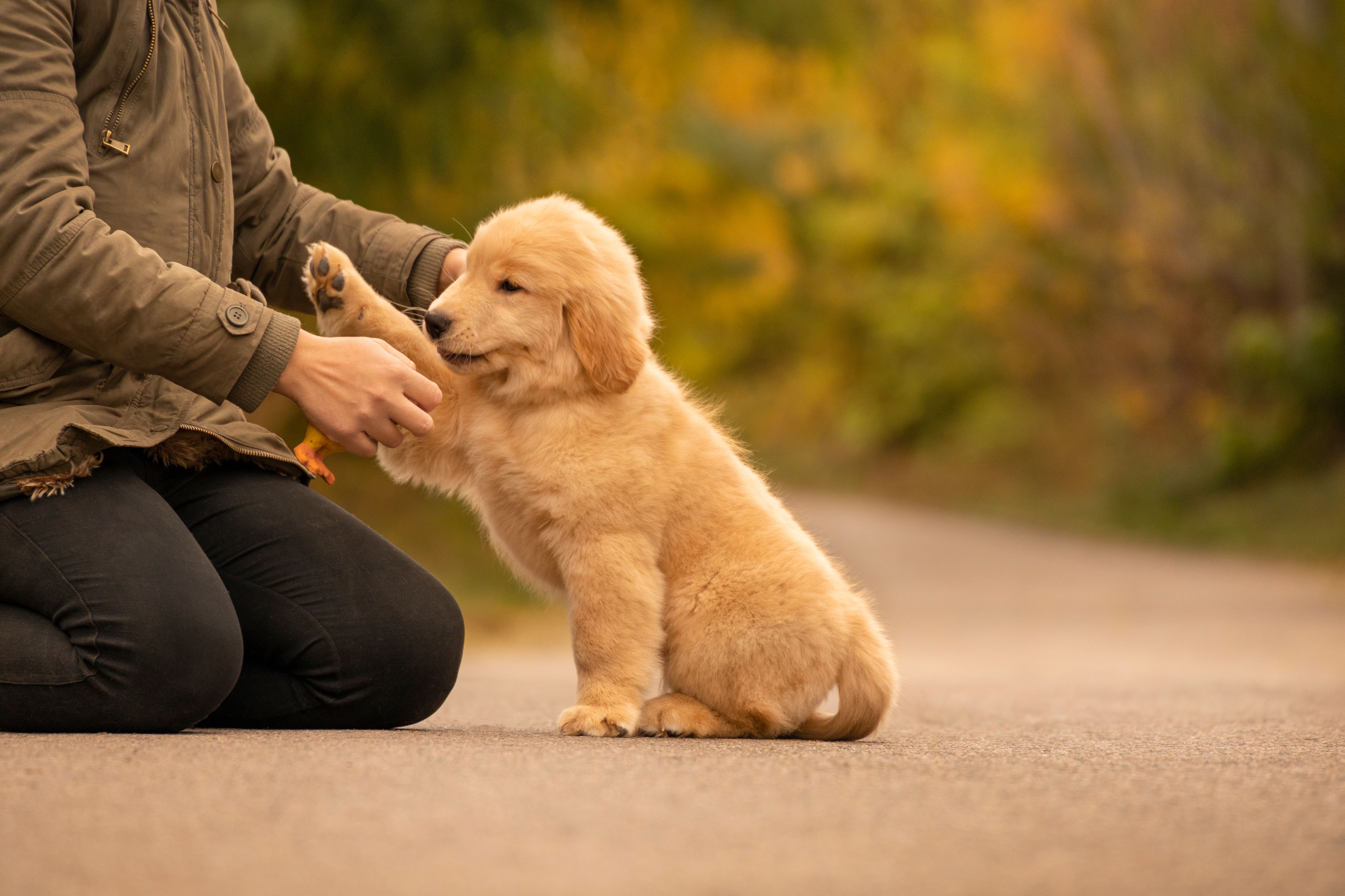 Golden Retriever Puppy Giving a Paw During Training Outdoors