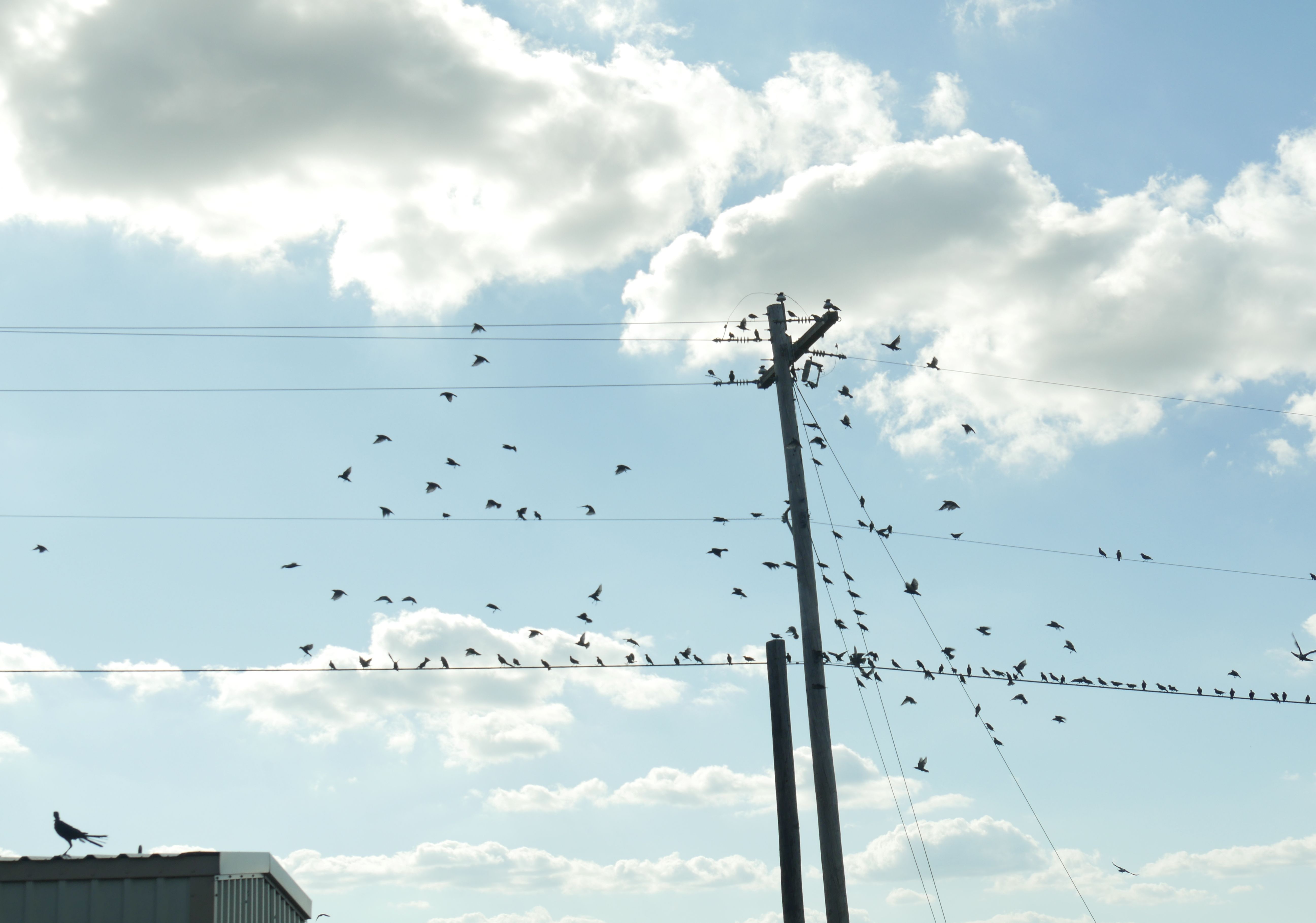 Power post and power lines with flocks of birds perched on it
