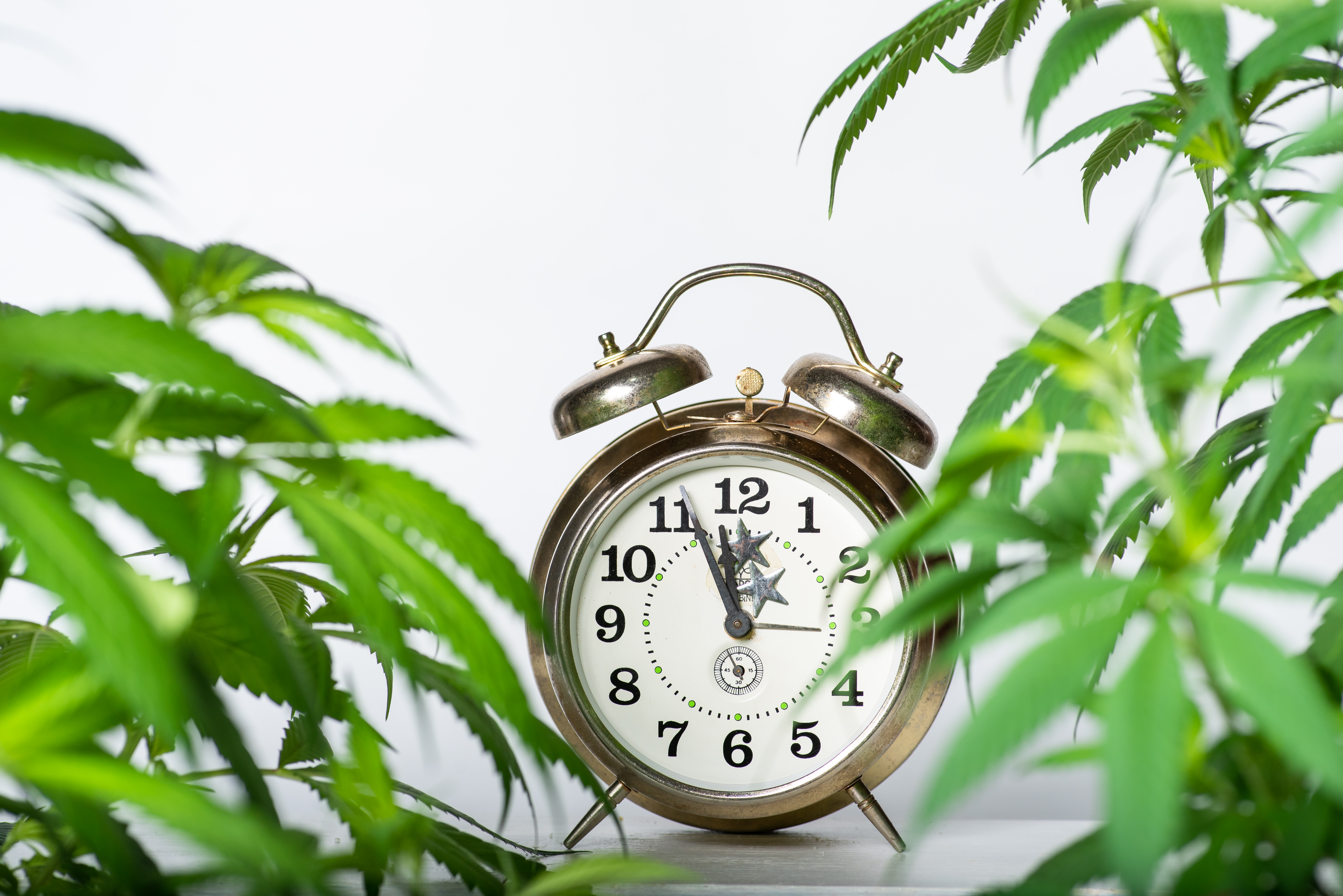 Clock and marijuana leaves