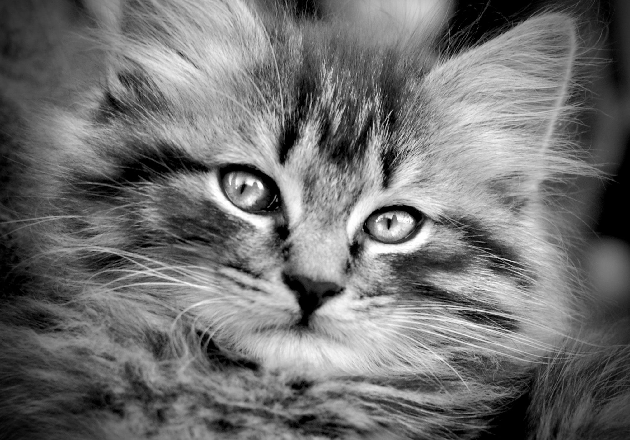 aspca pet