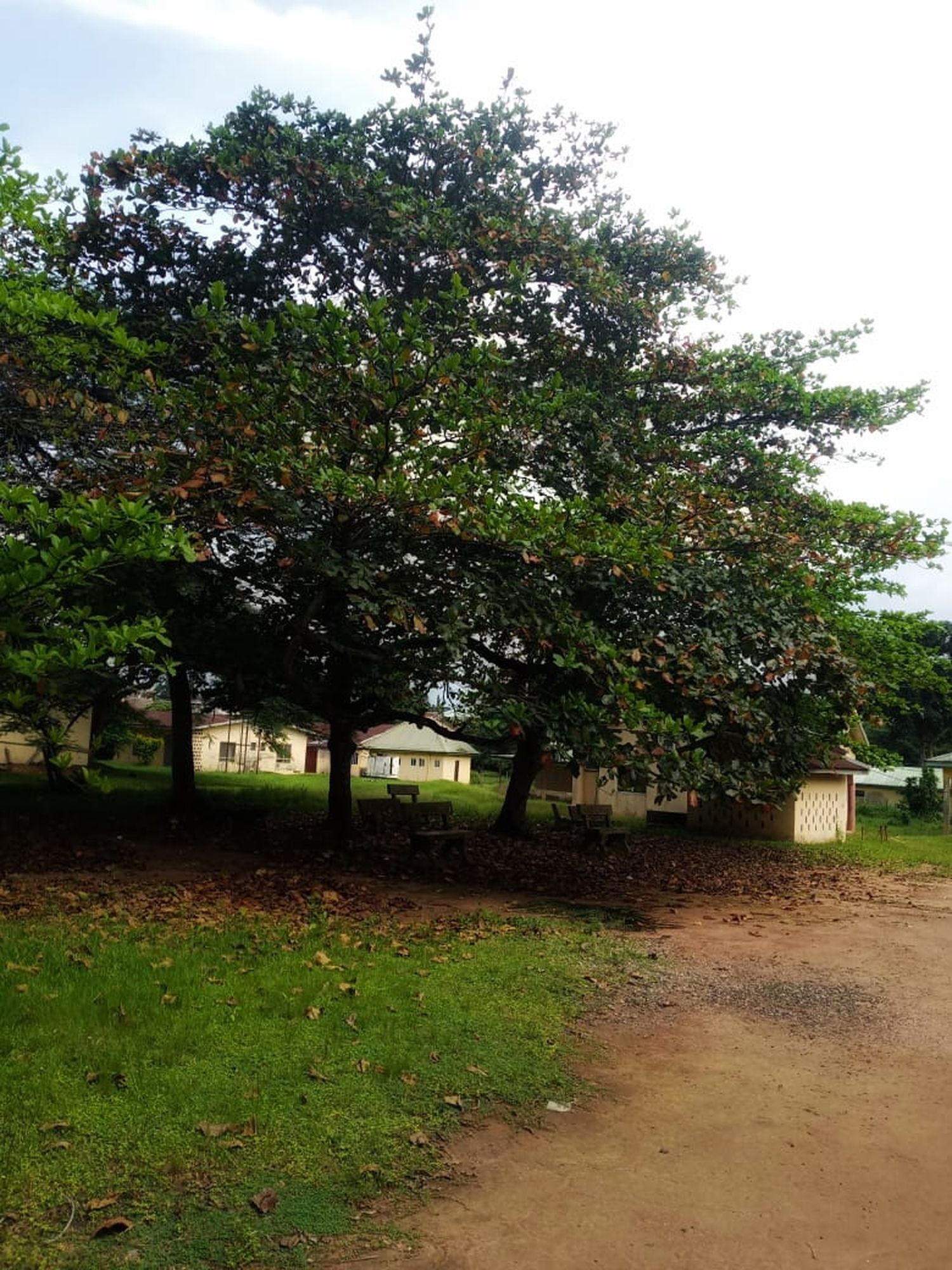 urban farming Nigeria