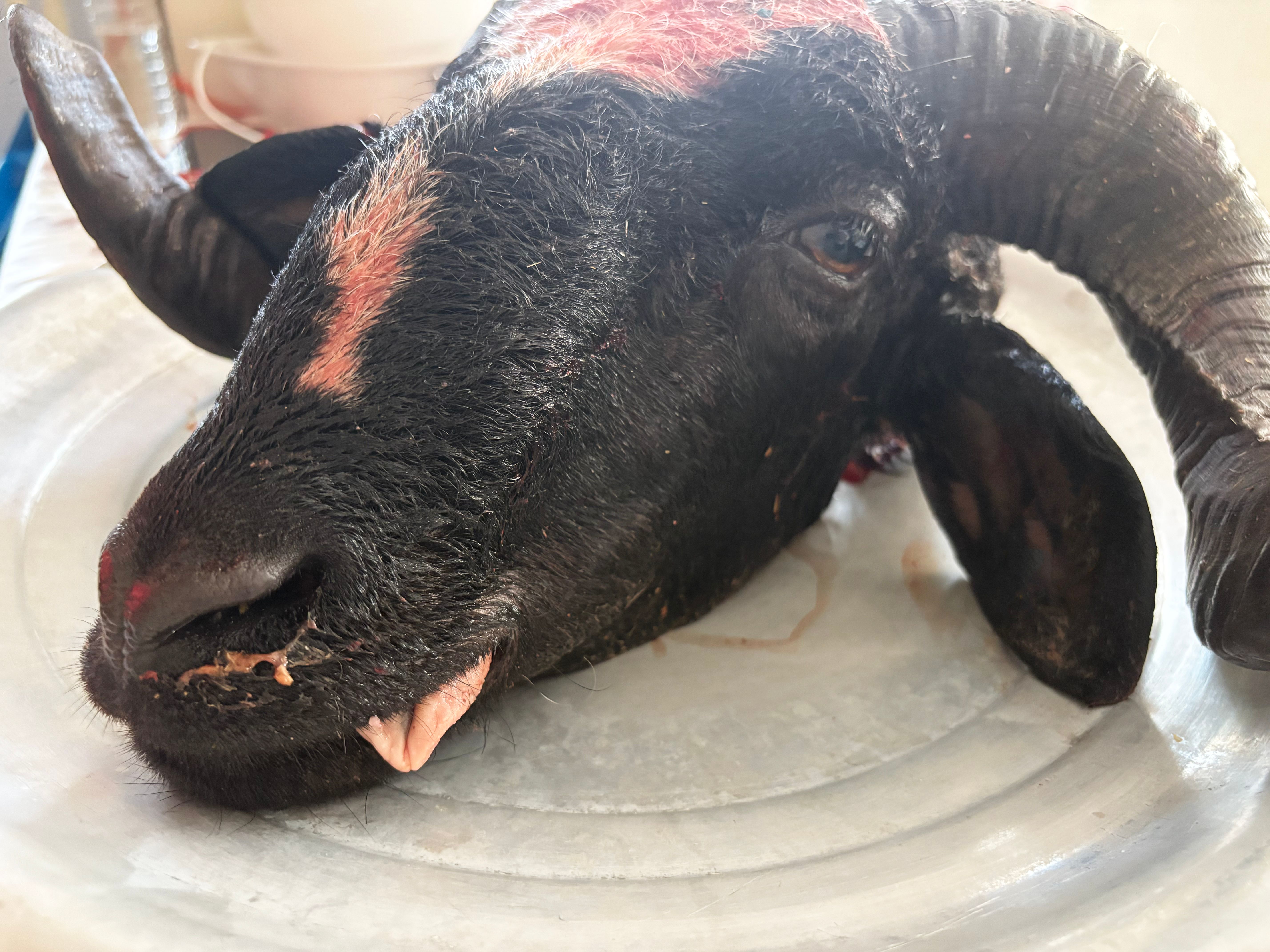 meat processing facility