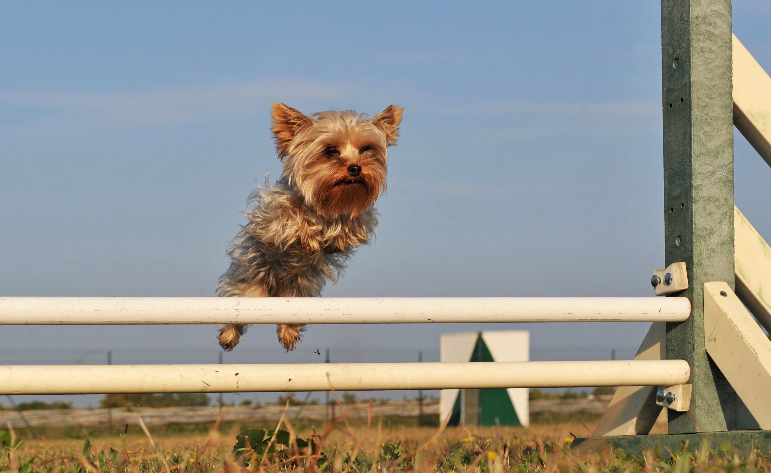 training yorkie