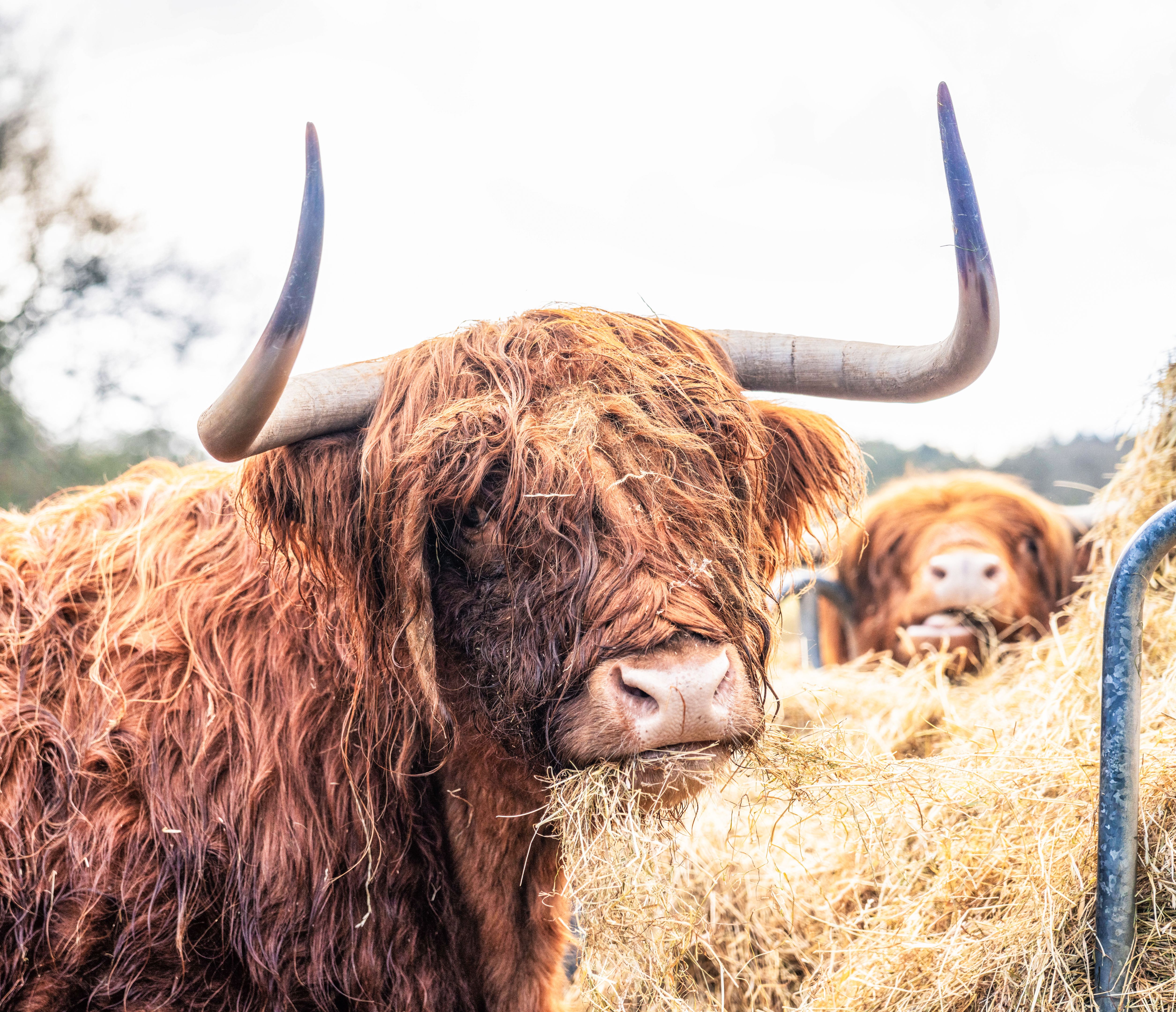friendly highland cattle