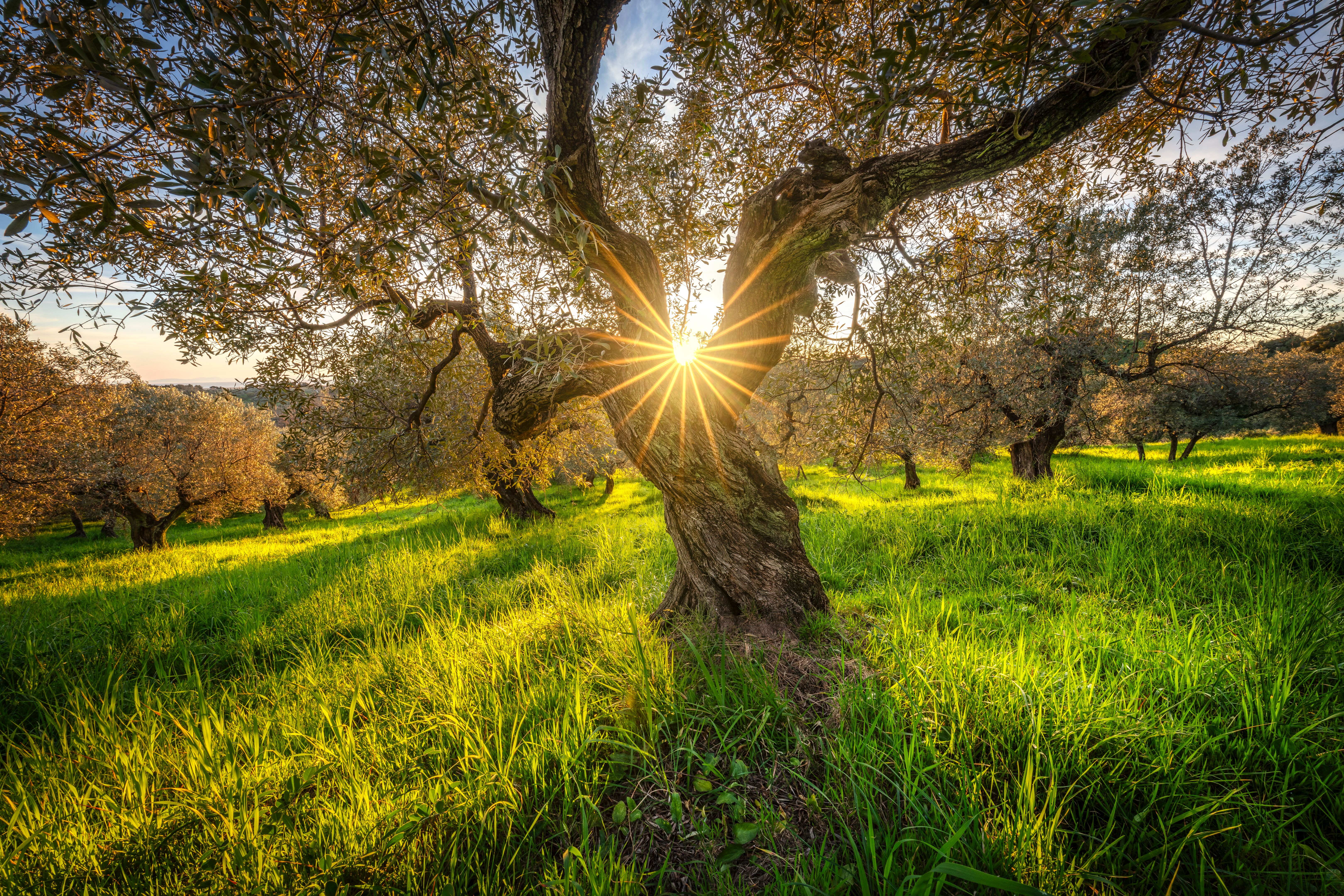 olive orchard winter