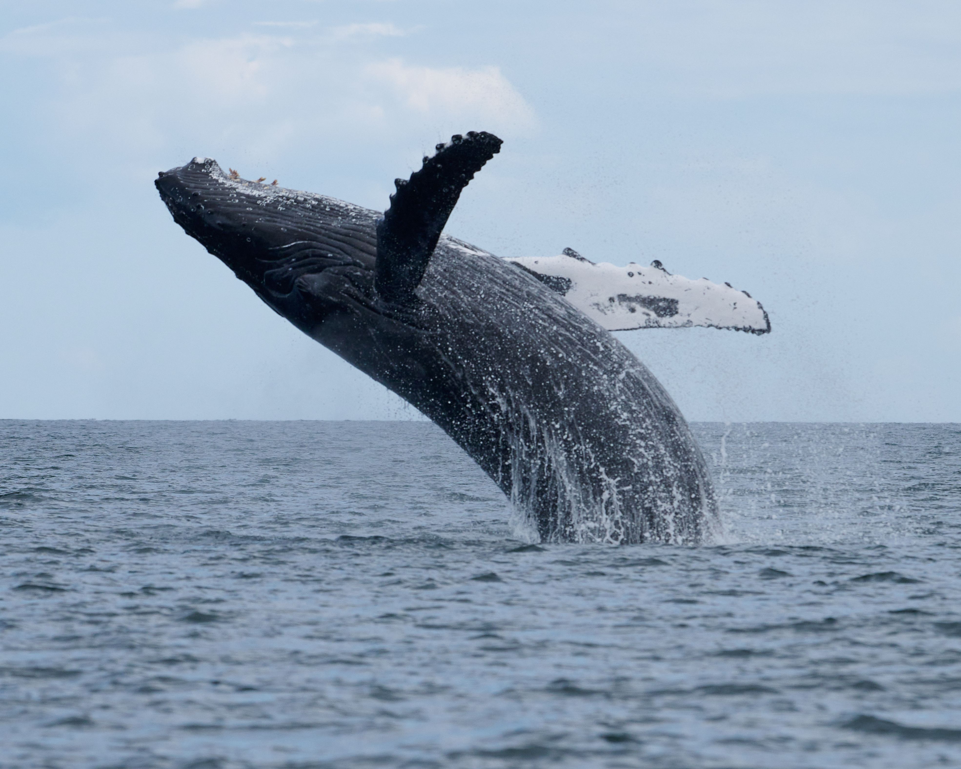 humpback whale