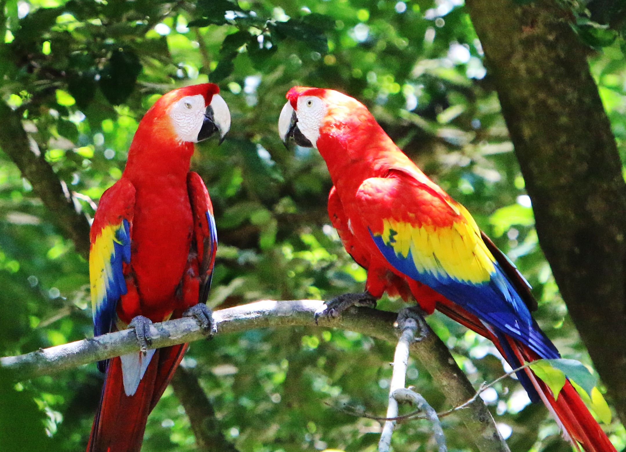Pair of Scarlet Macaws in Honduras