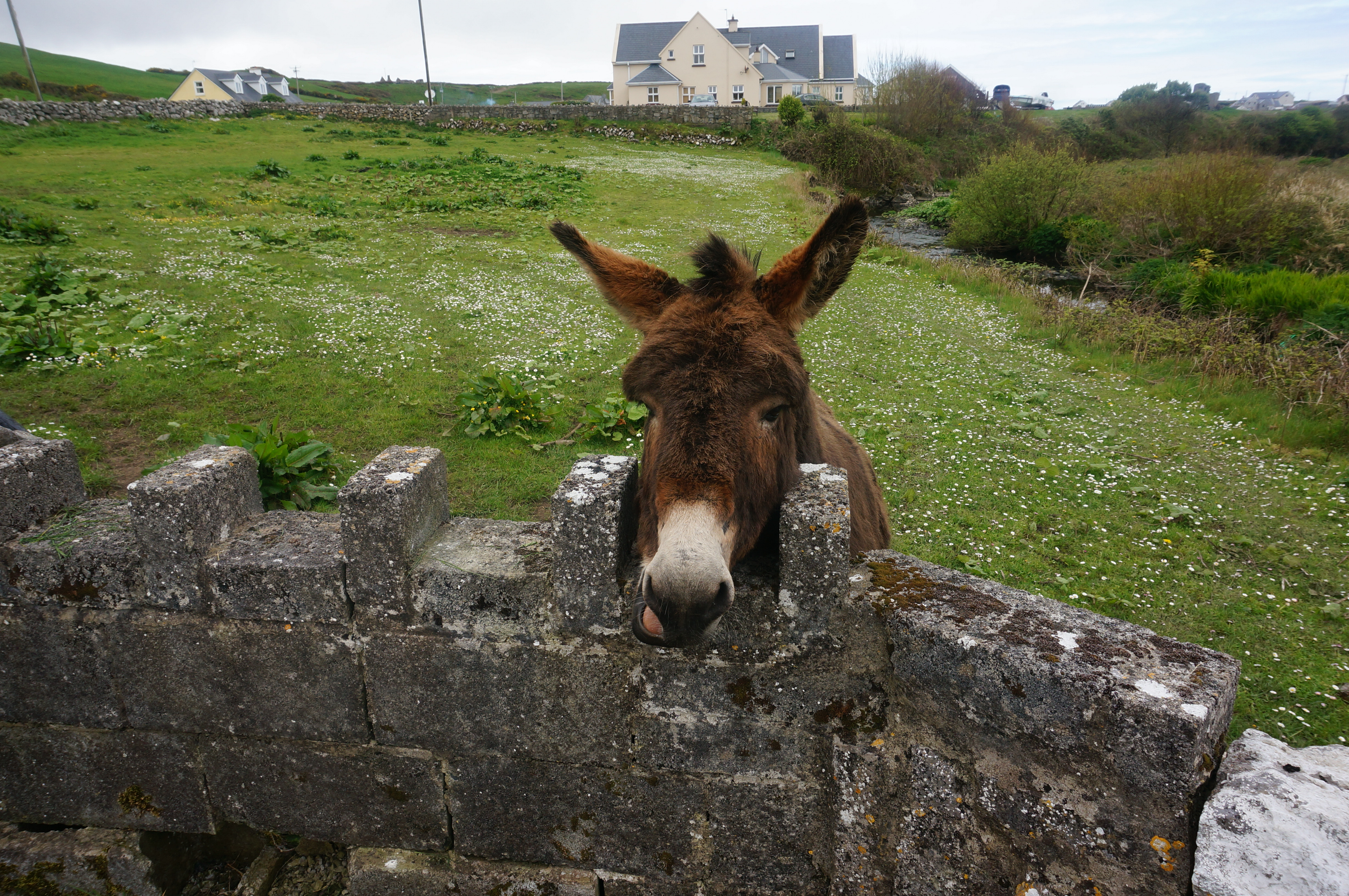 donkey animal Galway donkey animal Galway