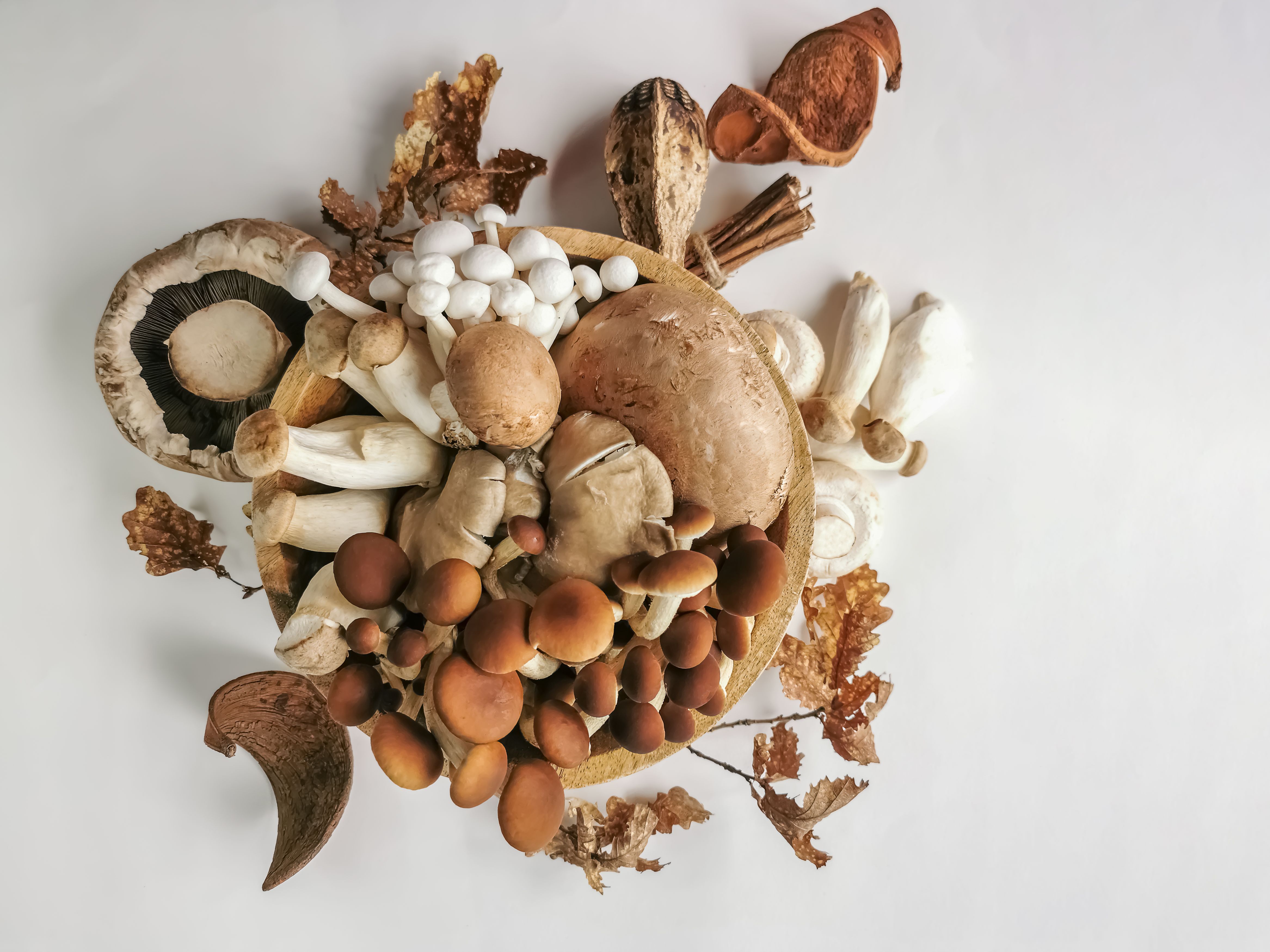 mushroom health benefits