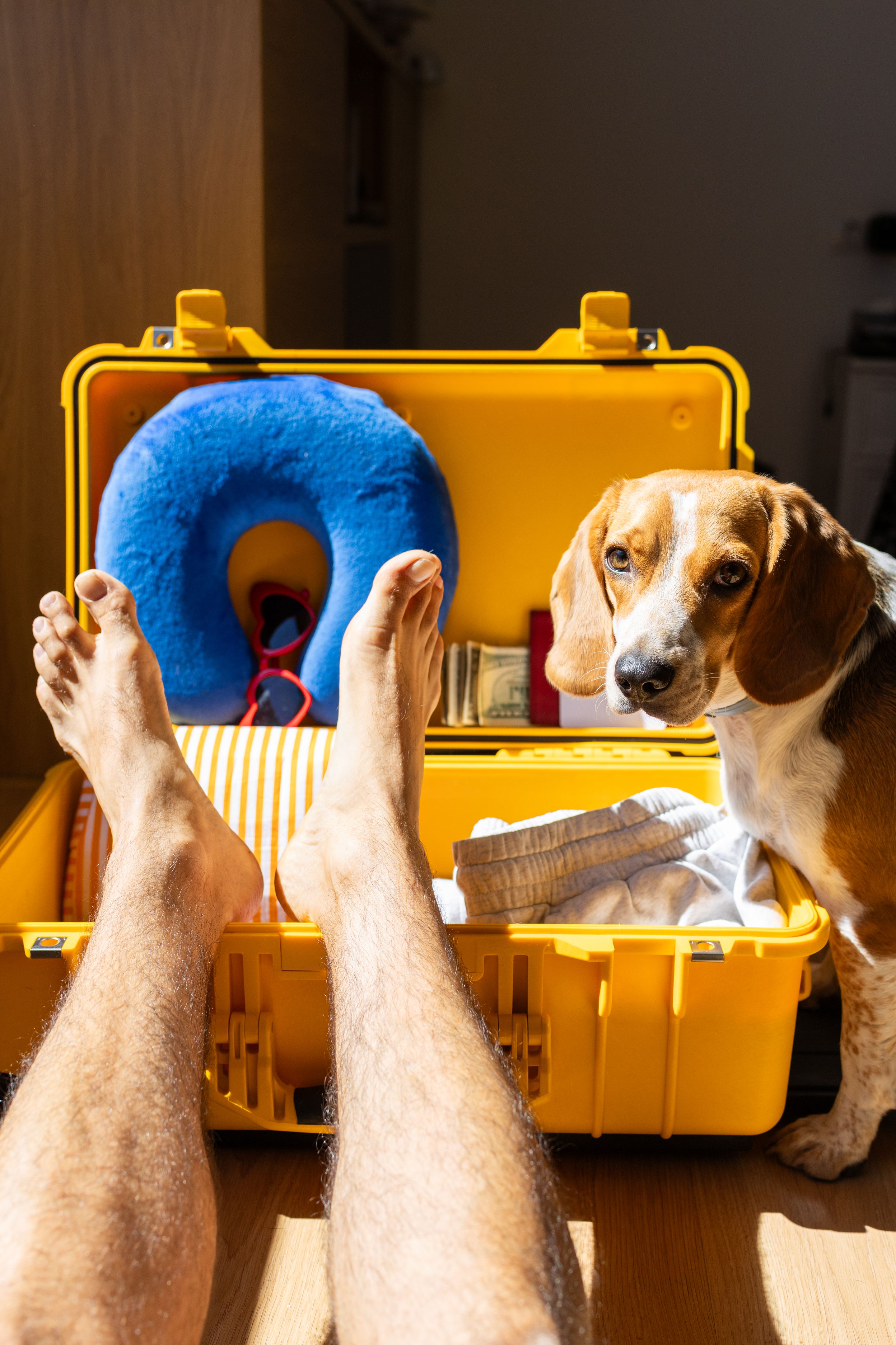 dog travel essentials