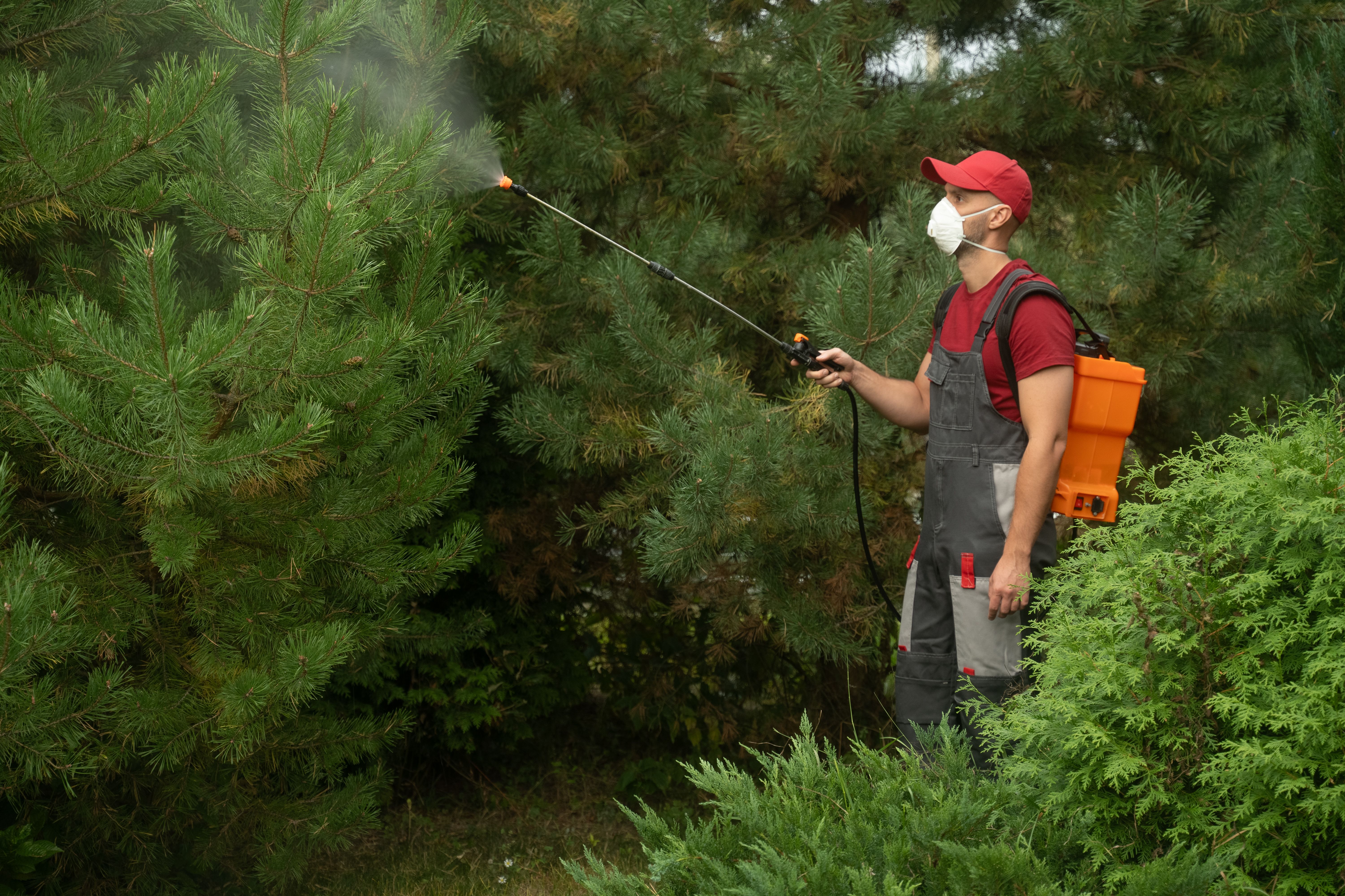 tree pest management