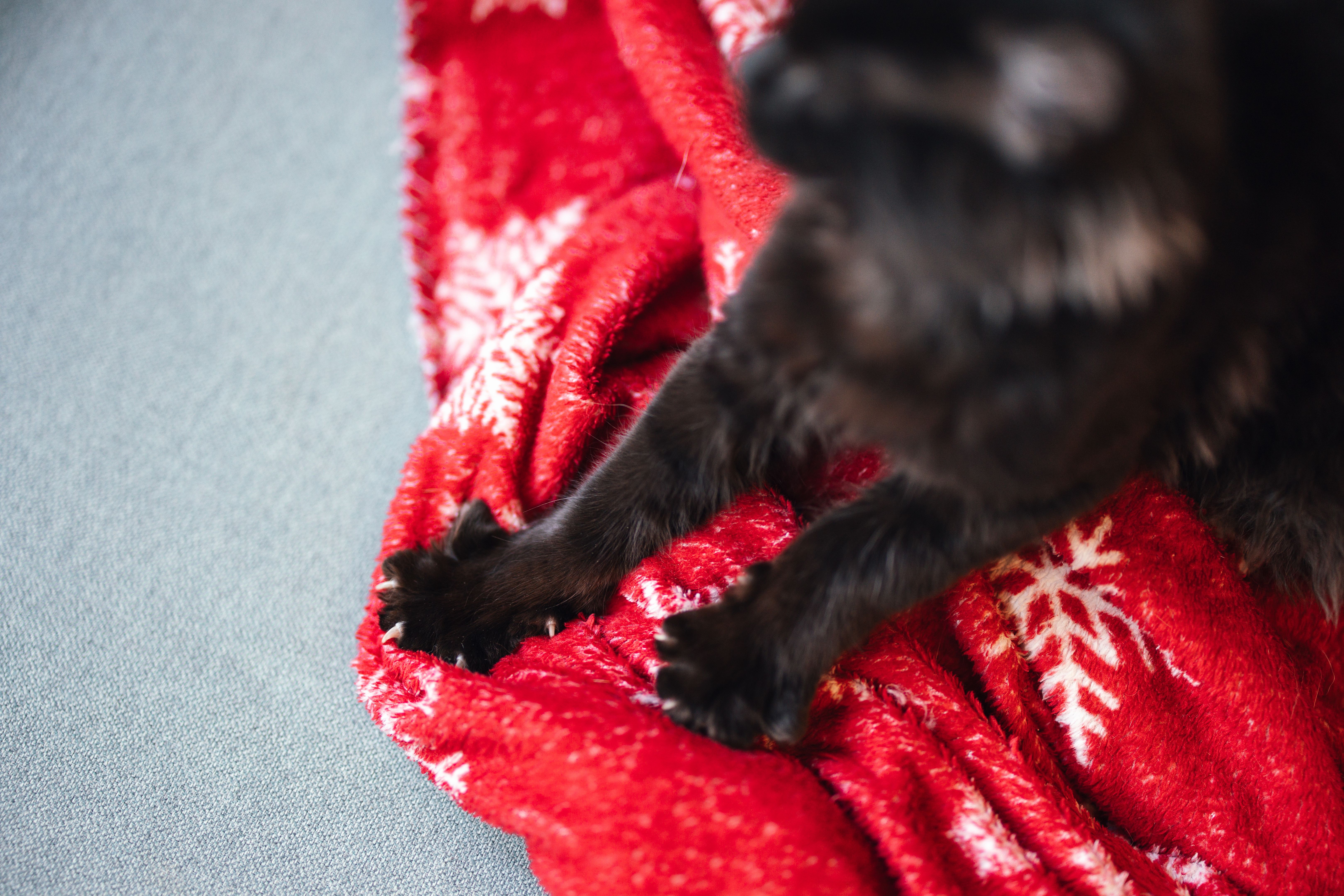pet paws winter