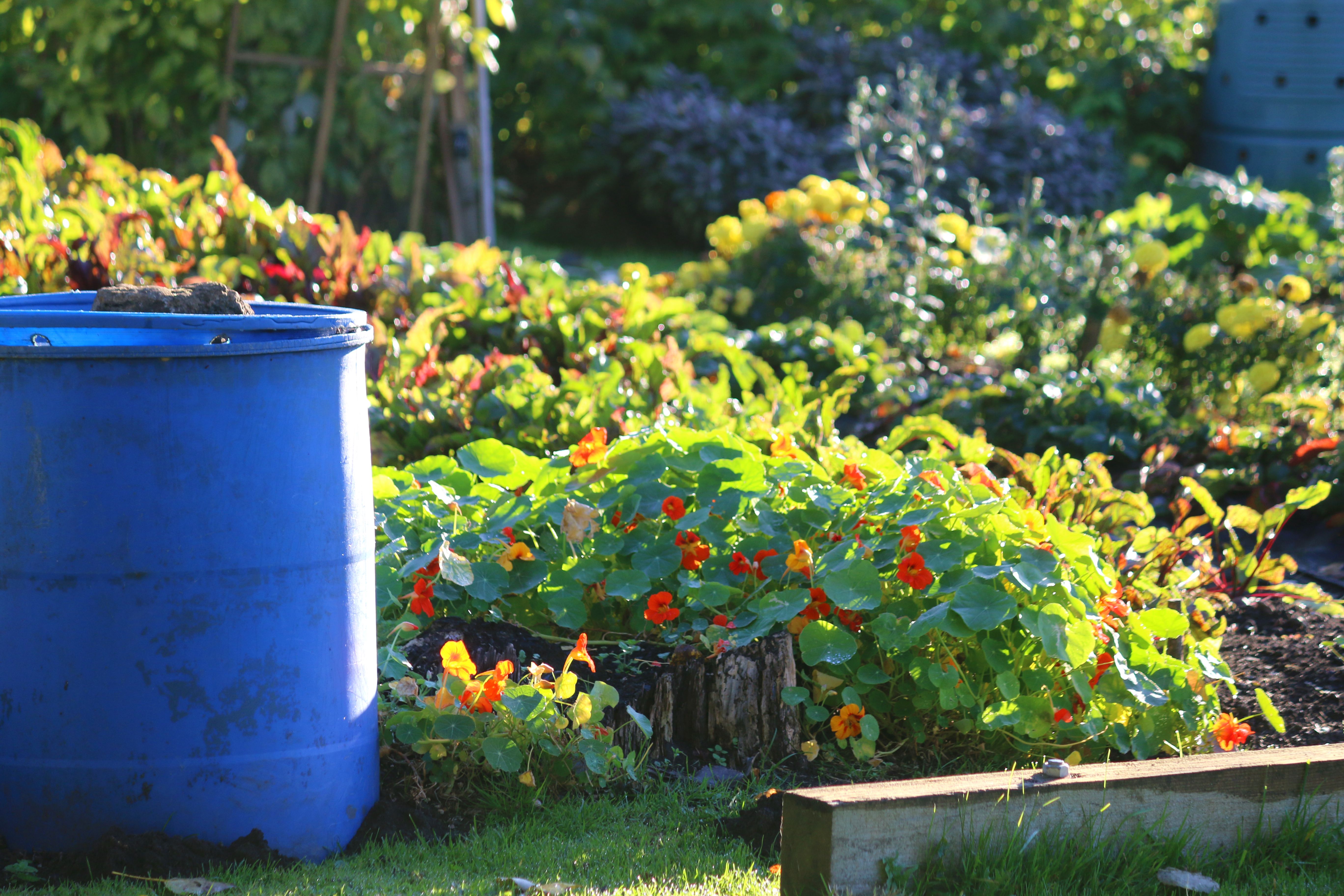 Image of vegetable garden allotment, orange trailing nasturtium flowers growing in full sun and blue plastic waterbut / water butt collecting rain water from shed gutter, garden compost bin composting weeds waste, rows of vegetables, flowering nasturtiums Image of vegetable garden allotment, orange trailing nasturtium flowers growing in full sun and blue plastic waterbut / water butt collecting rain water from shed gutter, garden compost bin composting weeds waste, rows of vegetables, flowering nasturtiums