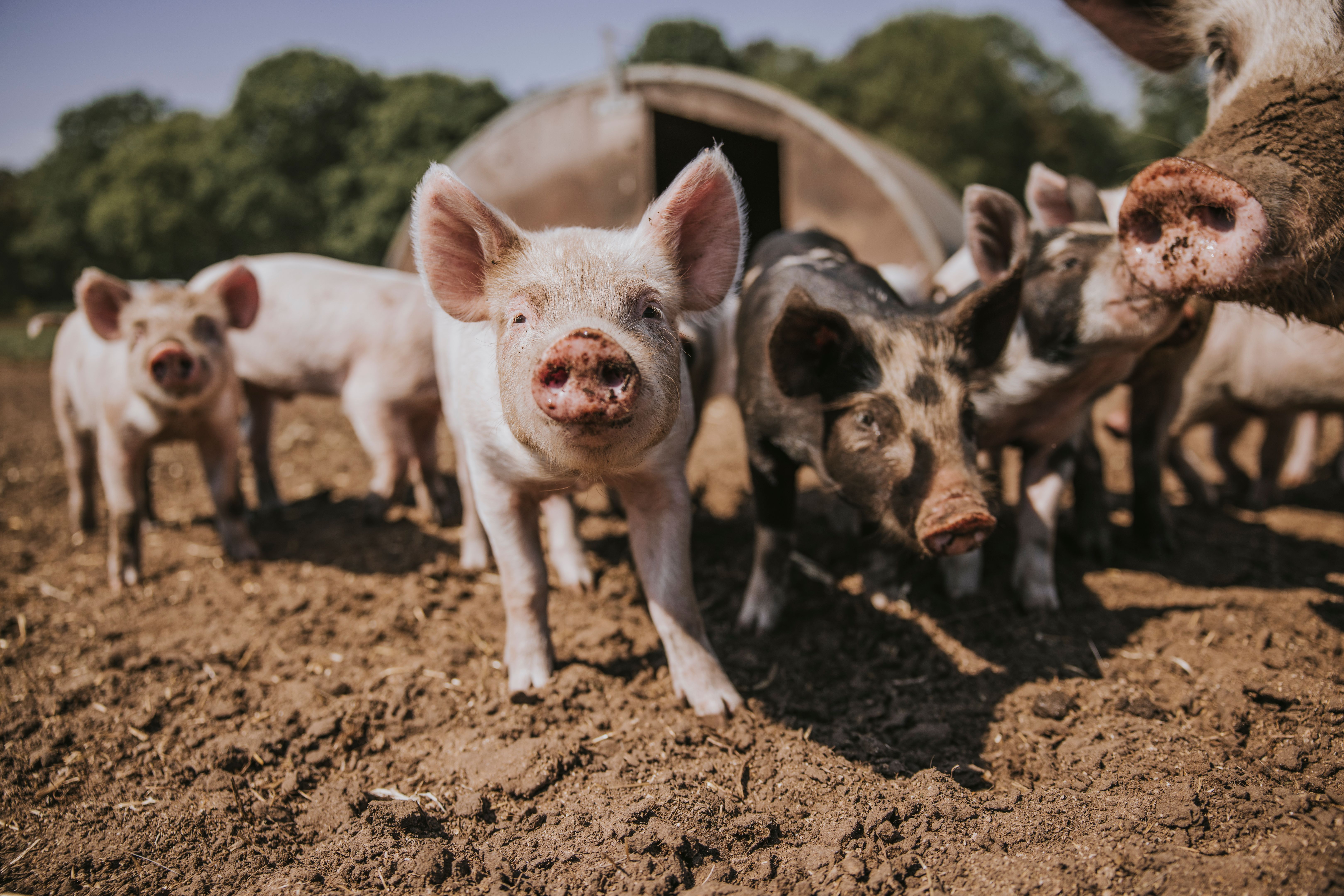organic farming