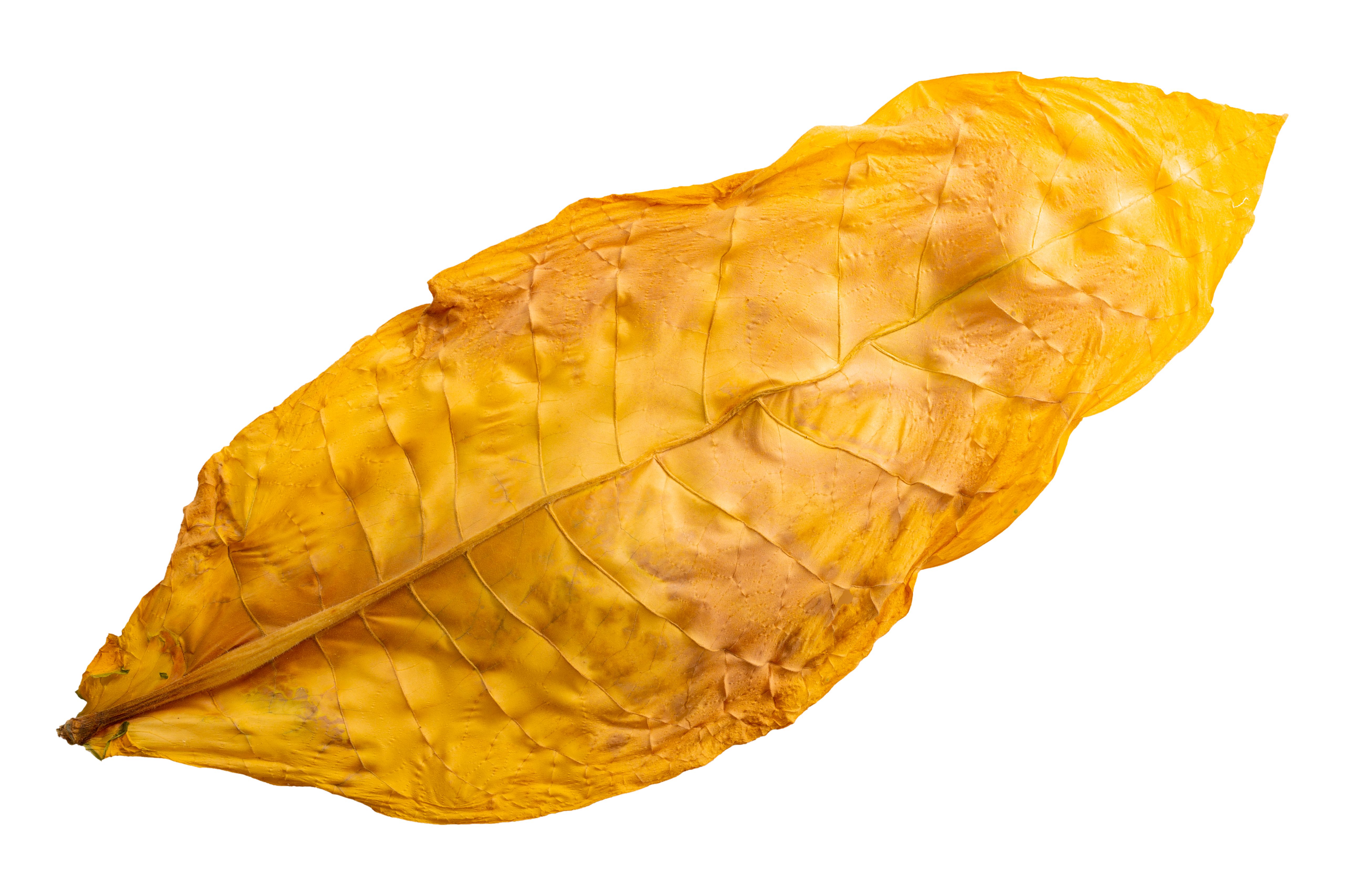 tobacco leaves