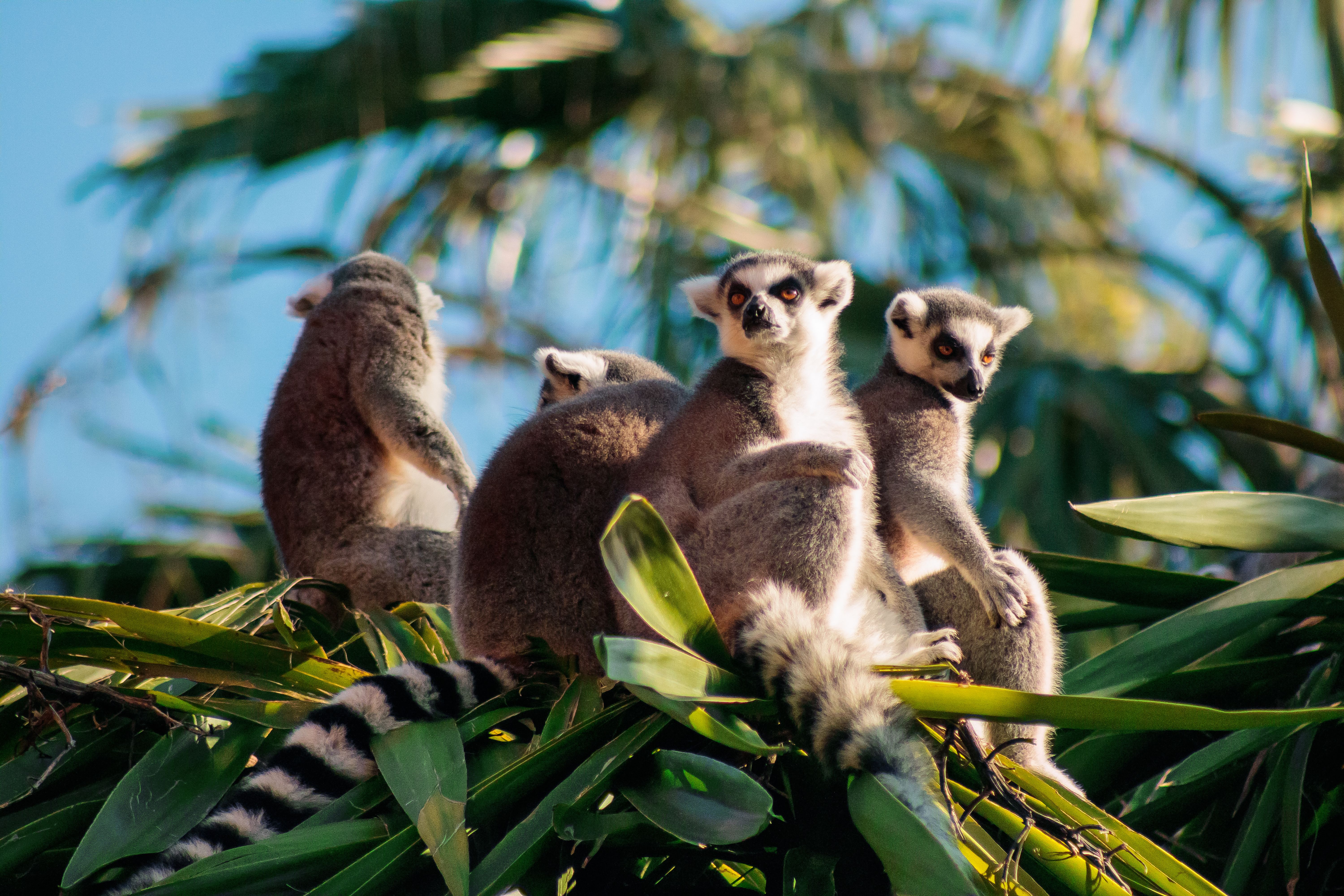 lemurs jungle